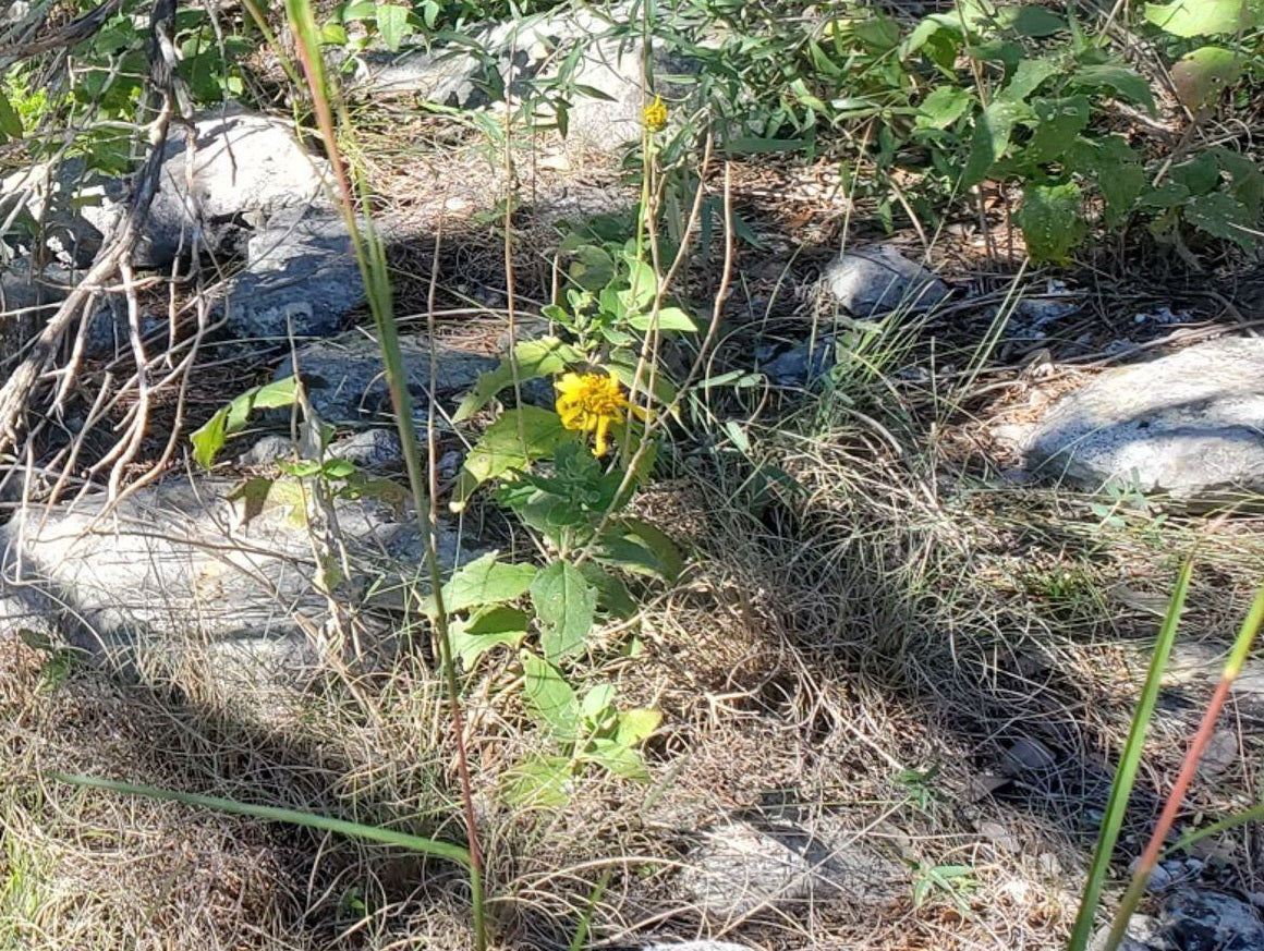 Verbesina lindheimeri (Lindheimer's Crownbeard)