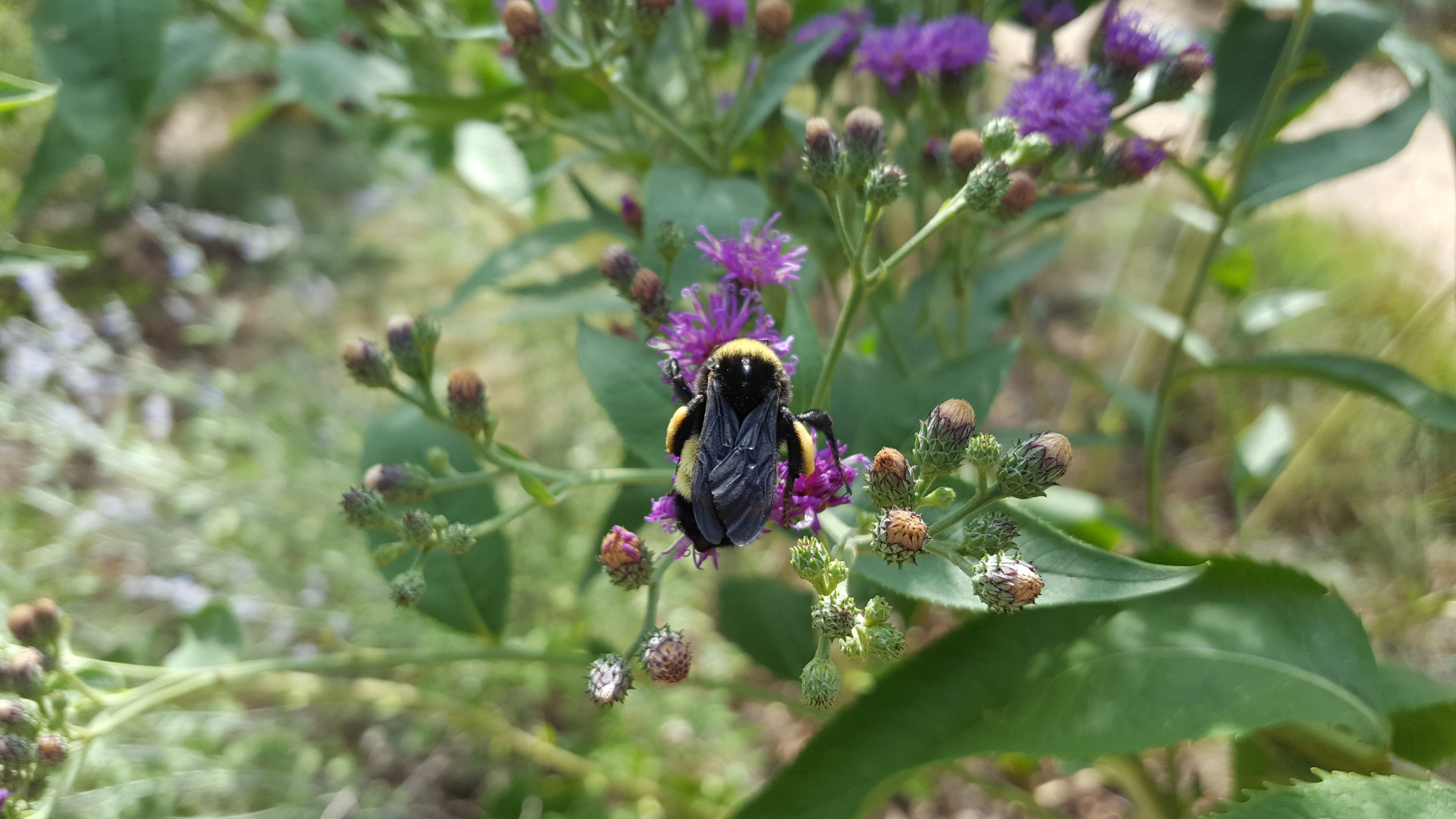 Vernonia baldwinii (Western Ironweed)