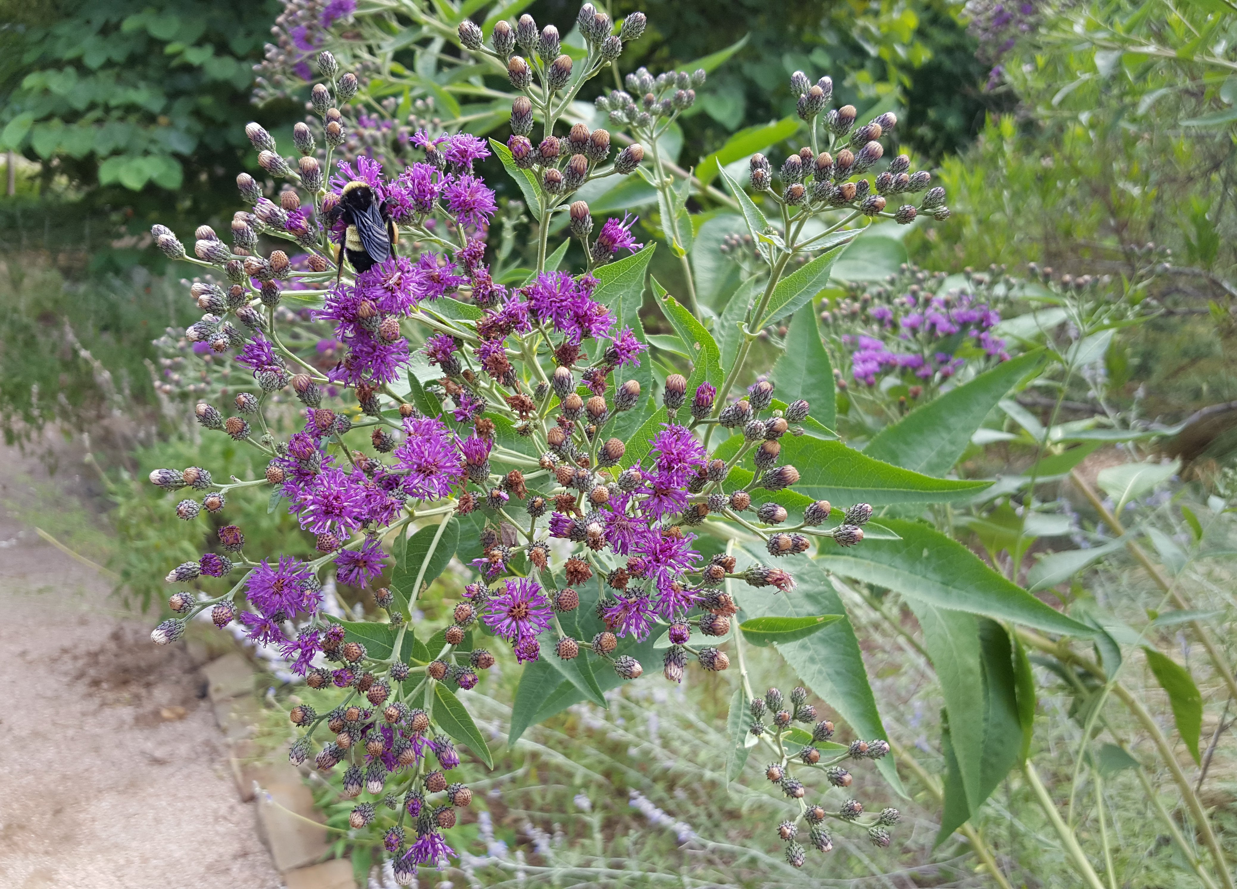 Vernonia baldwinii (Western Ironweed)