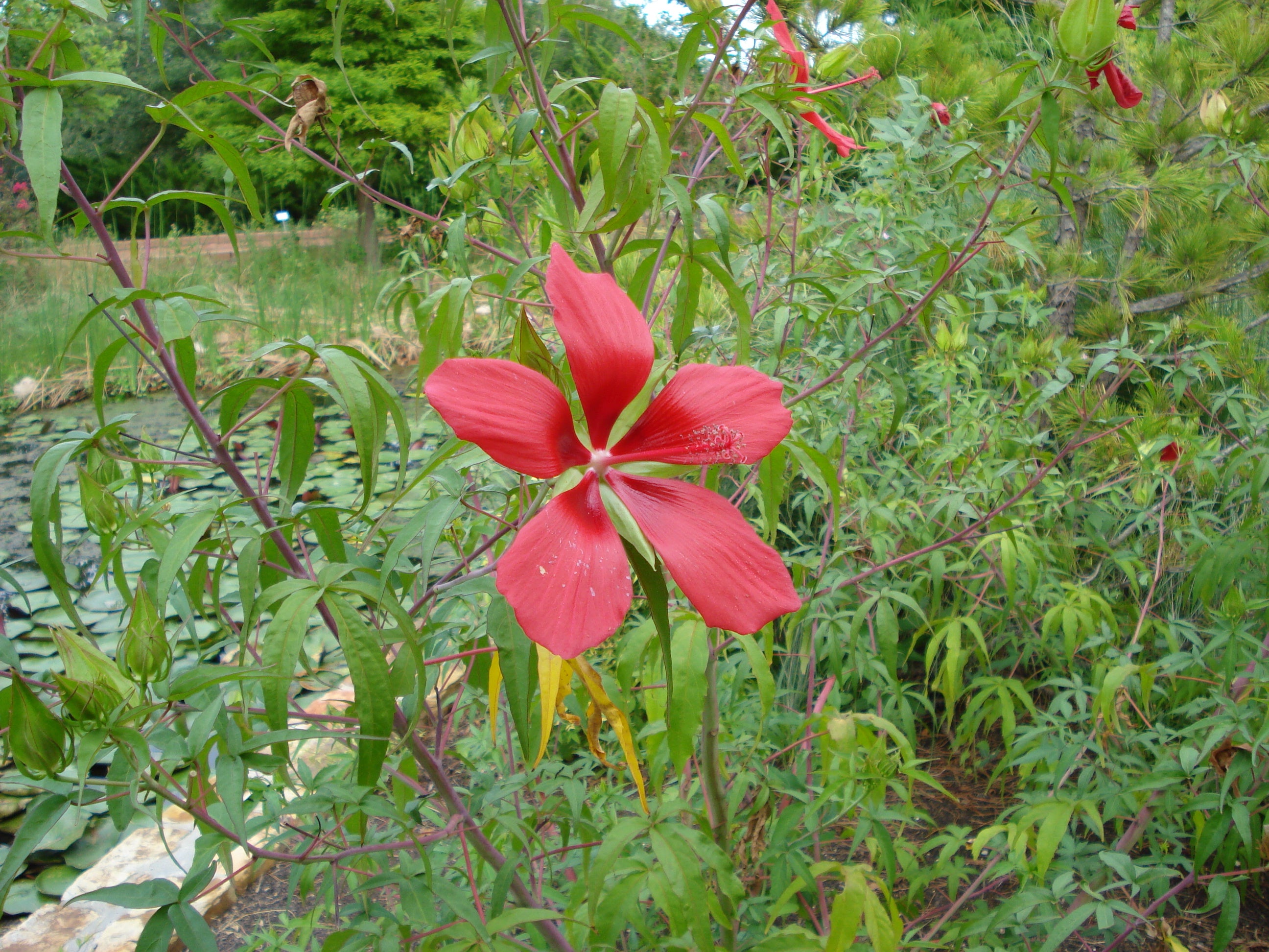 Hibiscus coccineus (Texas Star Hibiscus)
