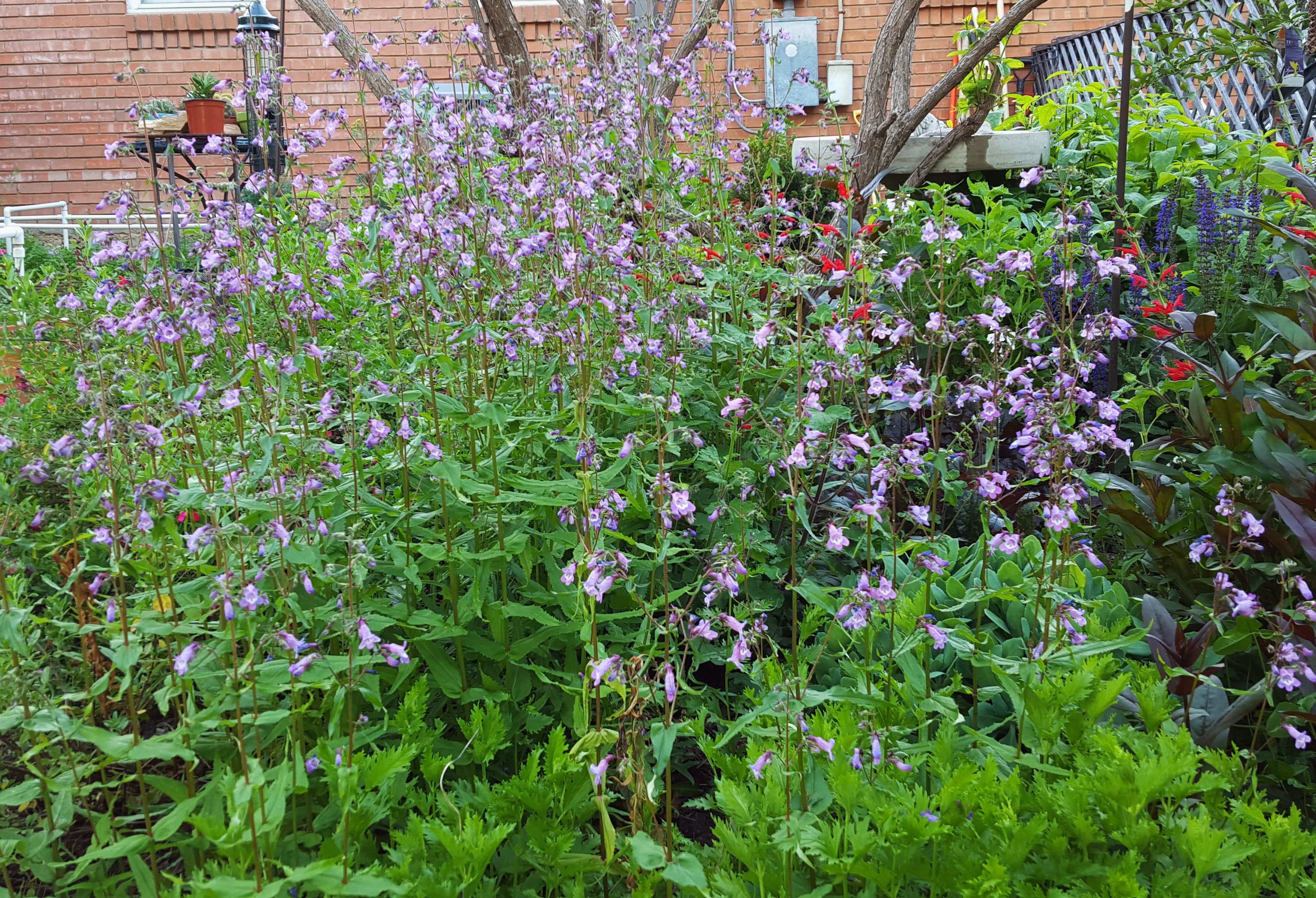 Gulf Coast Penstemon (Penstemon tenuis)
