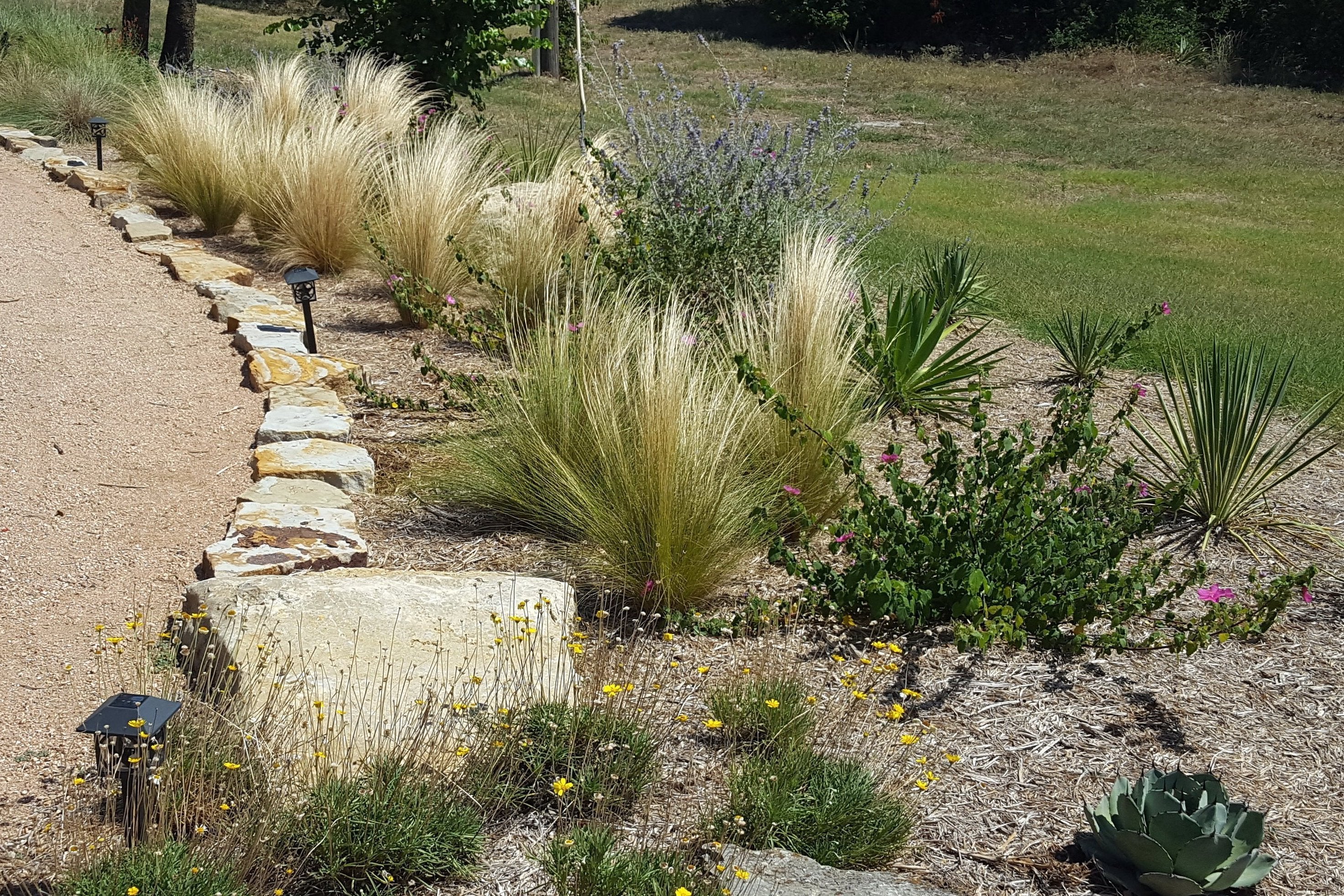 Mexican feather grass (Nassella tenuissima)
