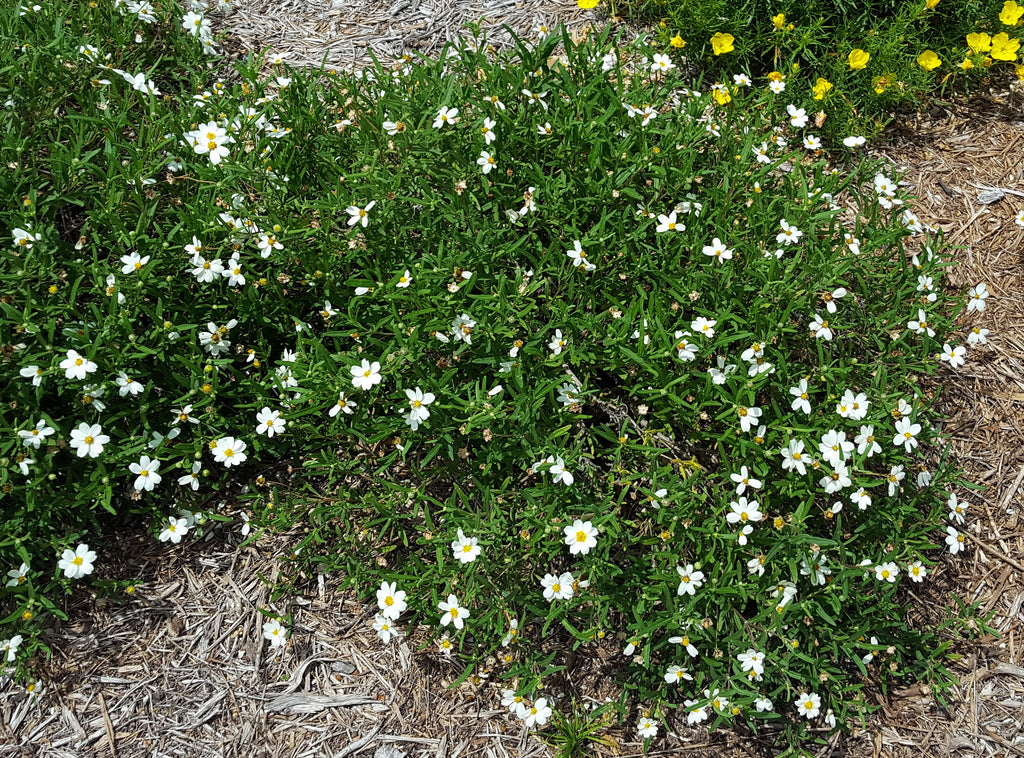 Blackfoot daisy (Melampodium leucanthum)