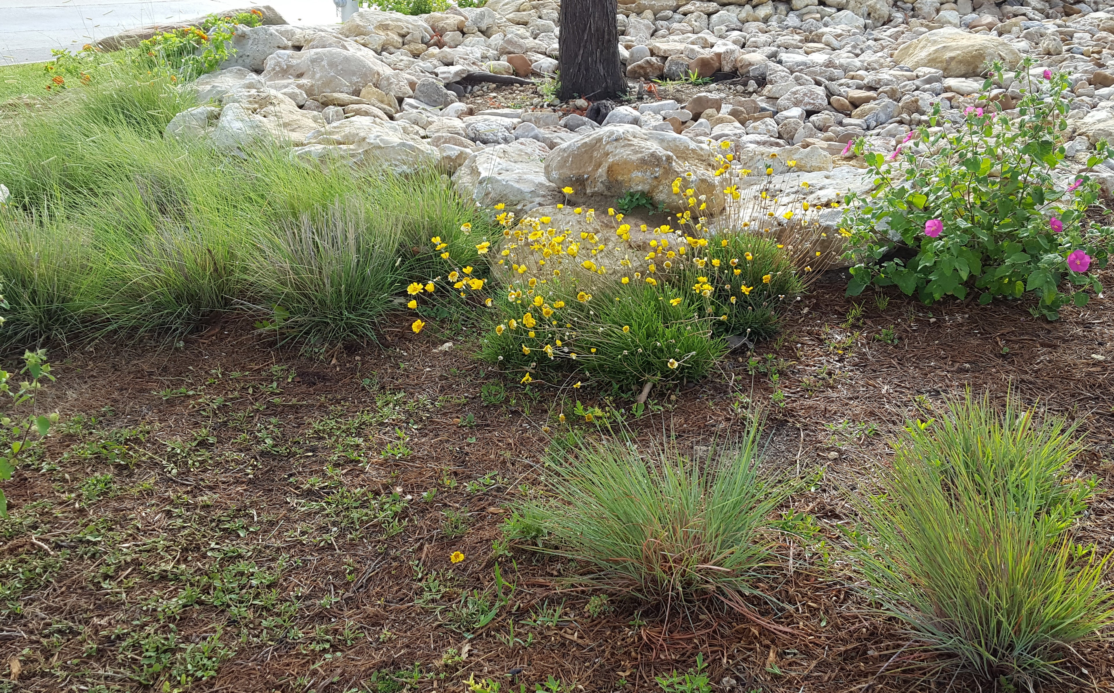 Schizachyrium scoparium (Little Bluestem)