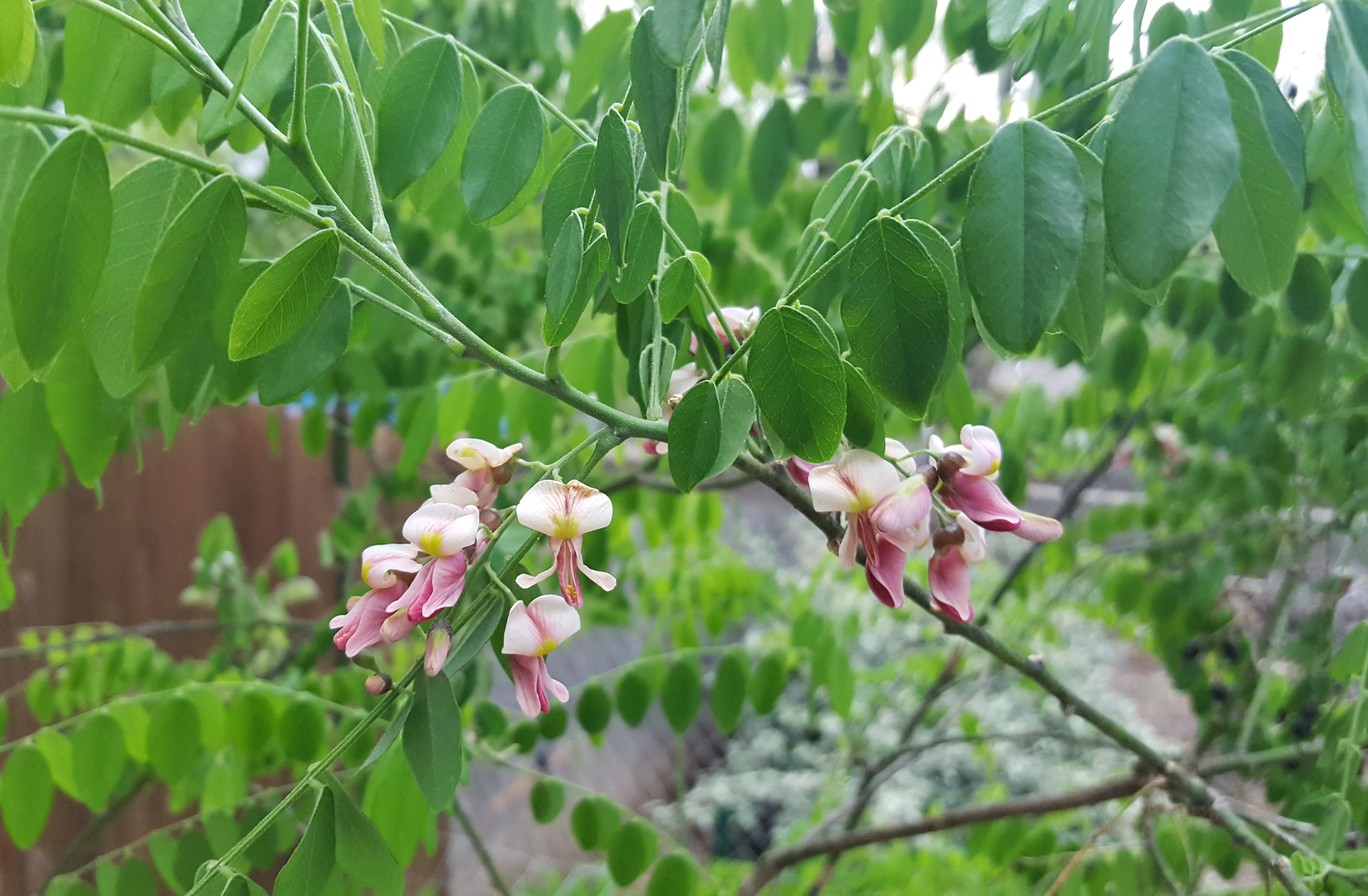 Styphnolobium affine (Eve's Necklace)