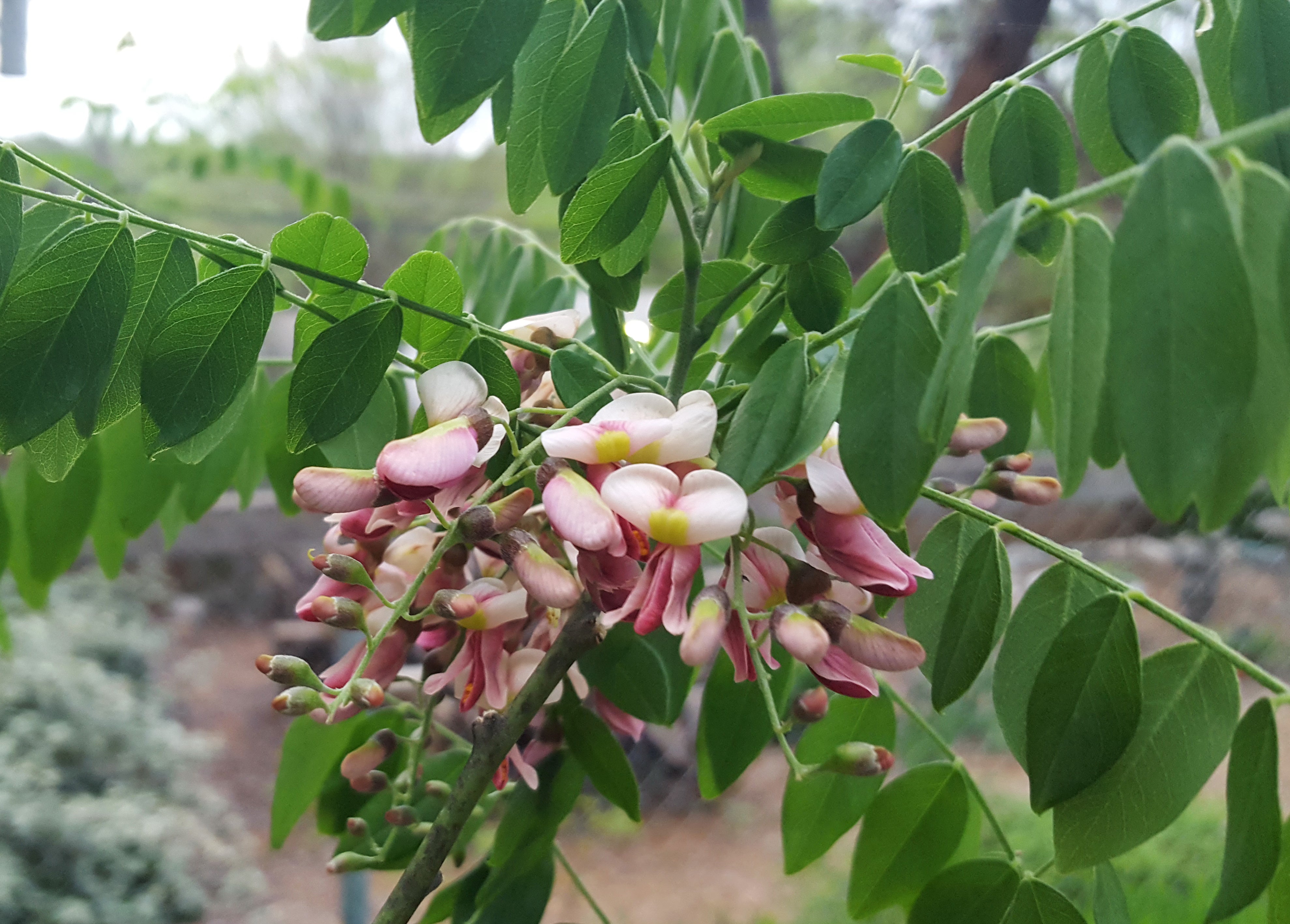 Styphnolobium affine (Eve's Necklace)