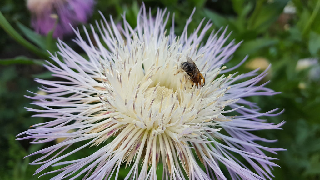 Centaurea americana (American Basketflower)