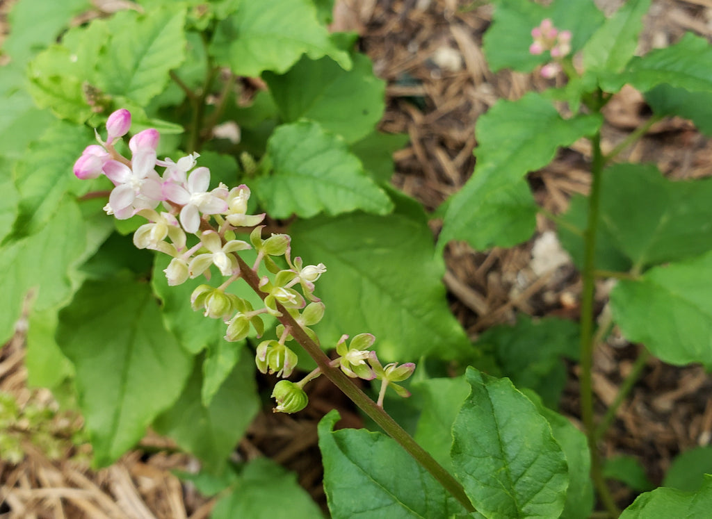 Pigeonberry (Rivina humilis)