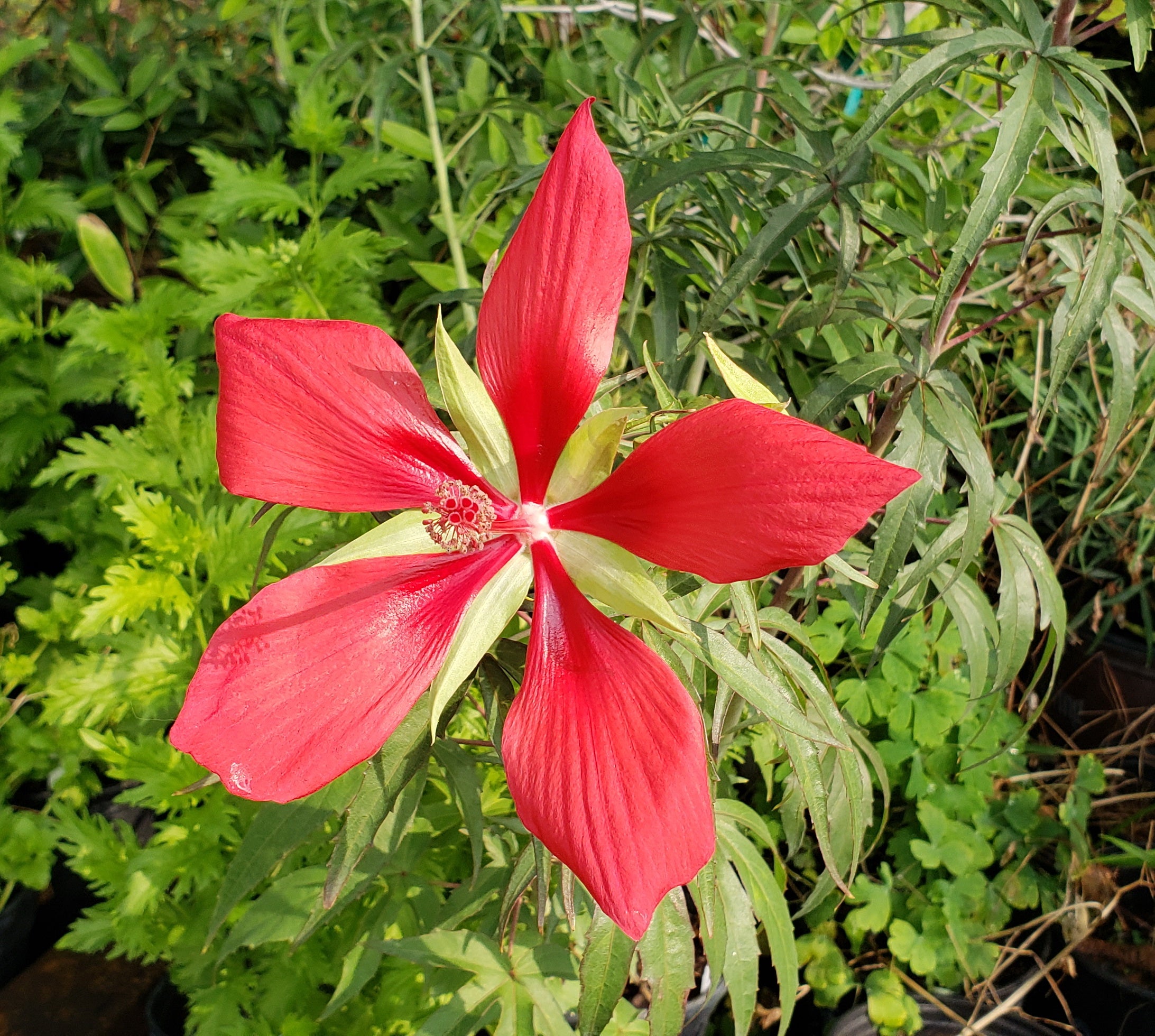 Hibiscus coccineus (Texas Star Hibiscus)