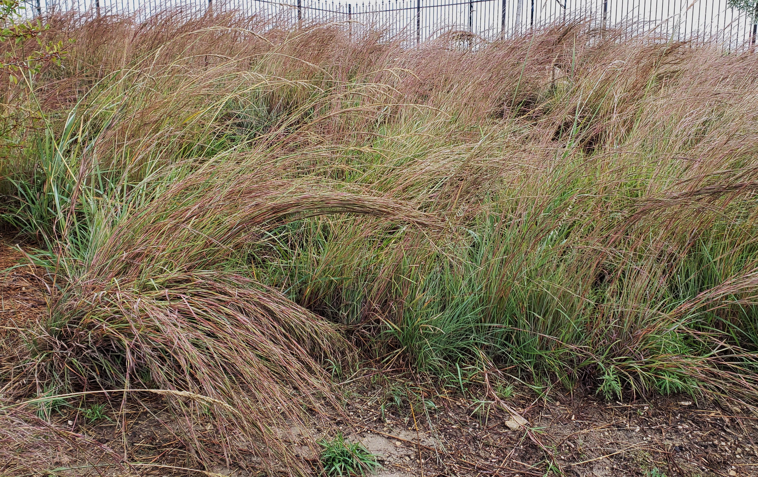 Little bluestem (Schizachyrium scoparium)