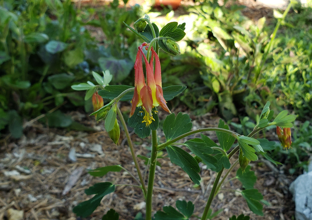 Columbine, Red (Aquilegia canadensis)