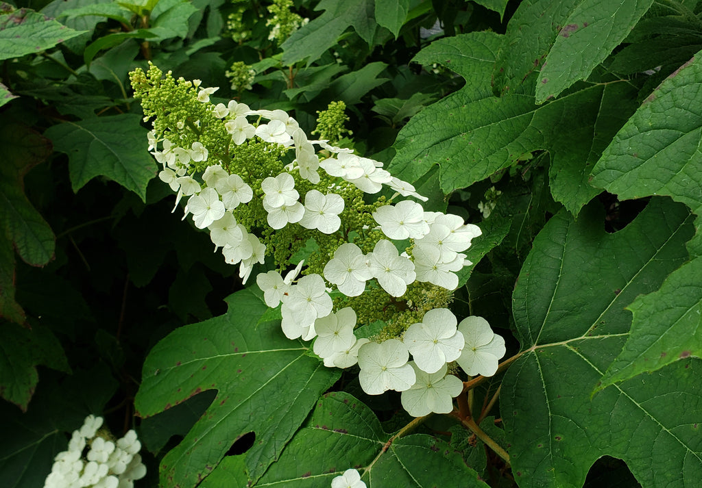 Oakleaf Hydrangea 'Snow Queen' (Hydrangea quercifolia)