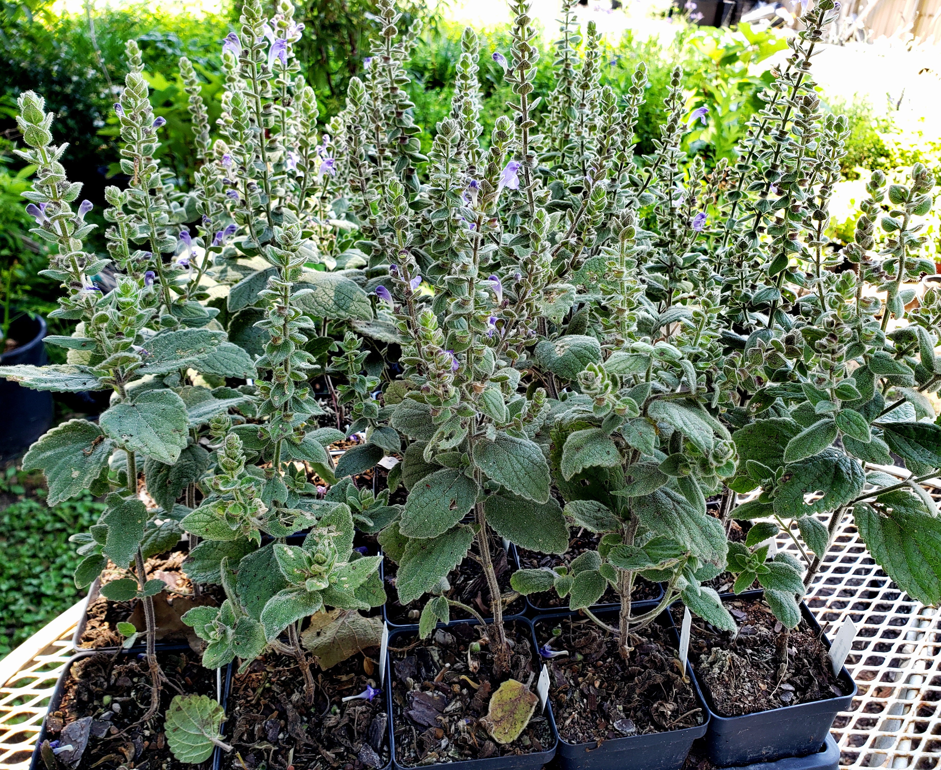 Scutellaria ovata (Heartleaf Skullcap)