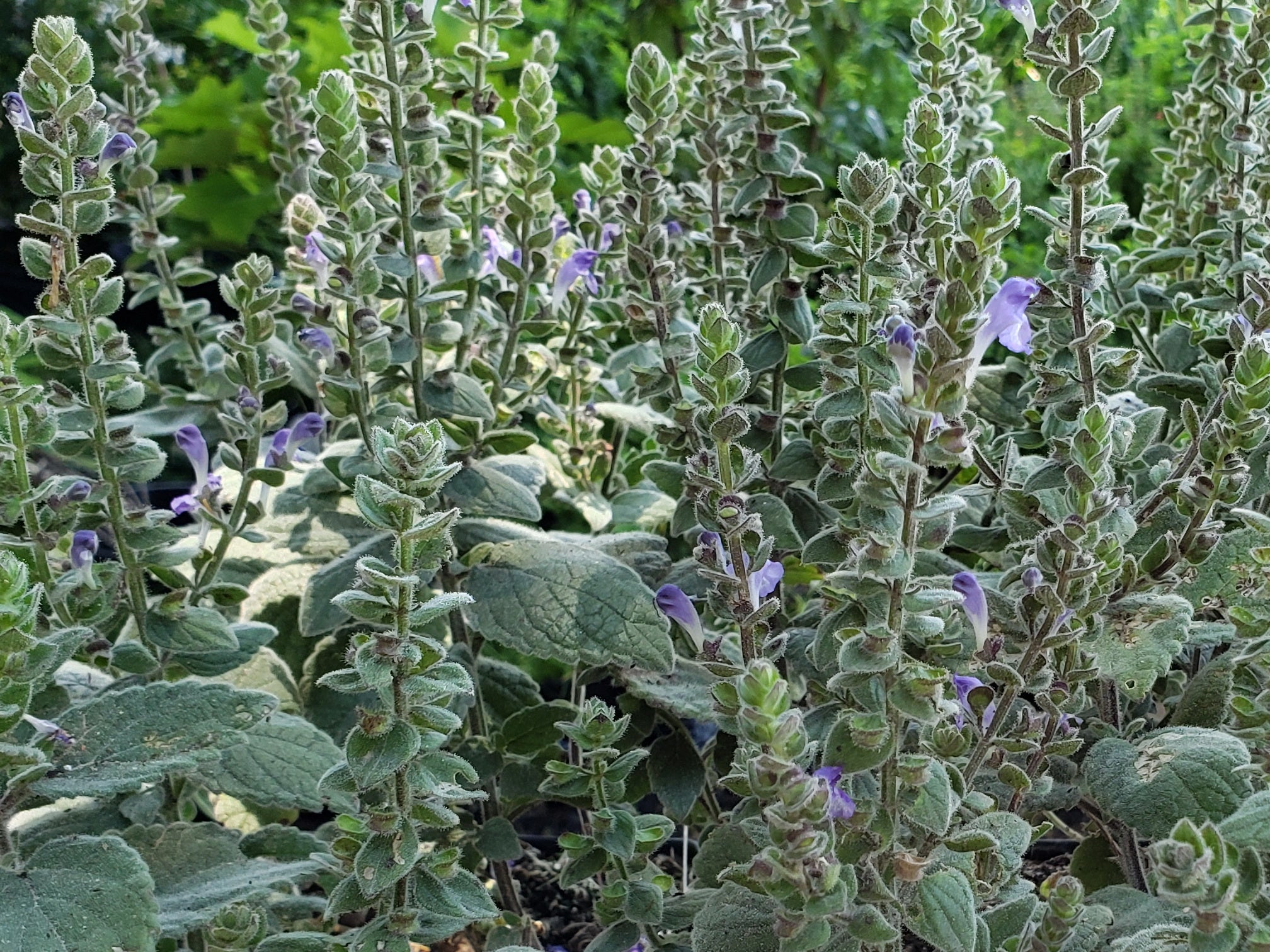 Scutellaria ovata (Heartleaf Skullcap)