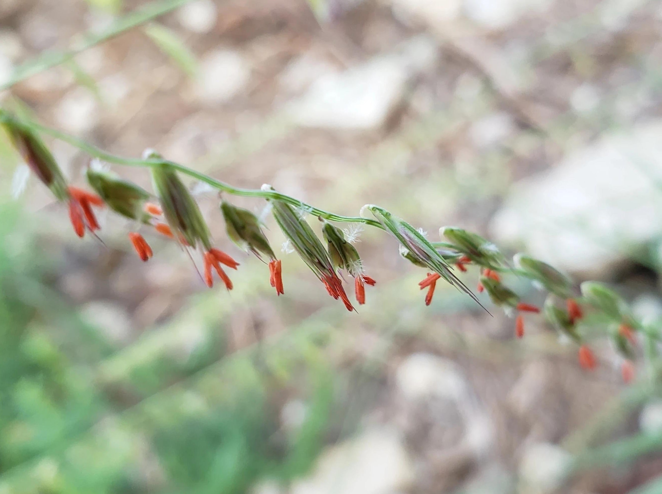 Sideoats Grama (Bouteloua curtipendula)