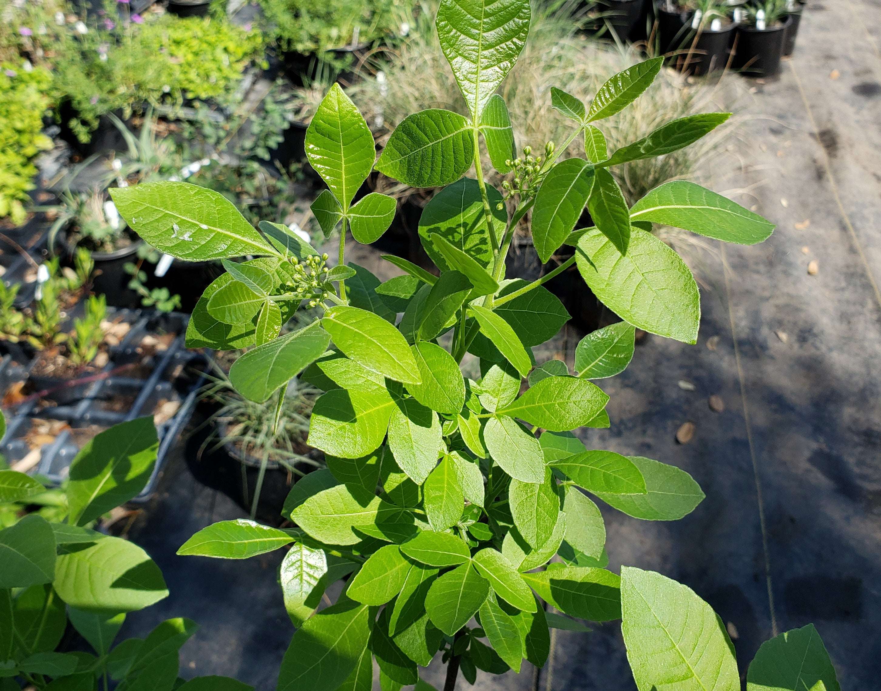 Ptelea trifoliata (Wafer Ash)