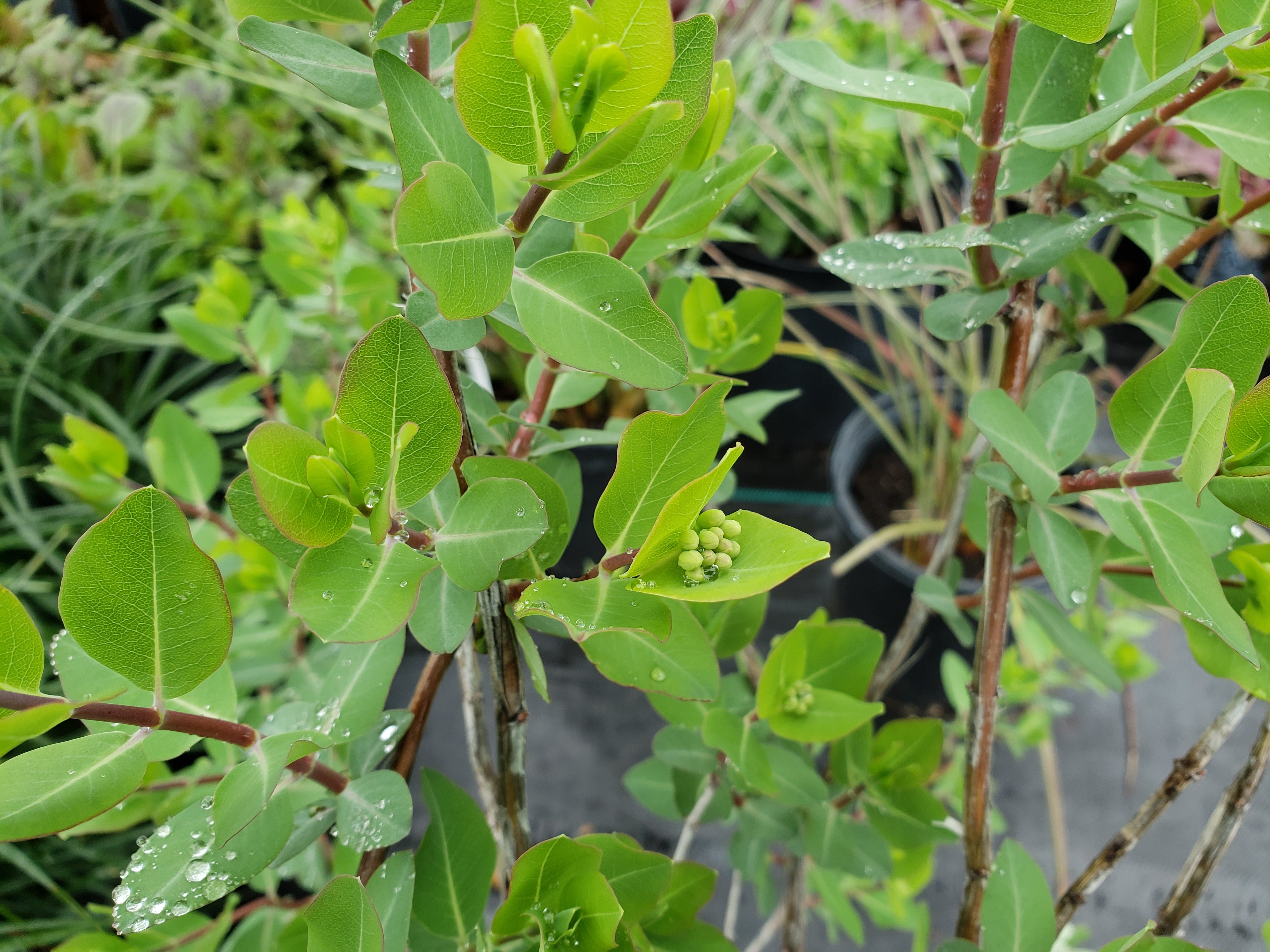 Lonicera albiflora (Western White Honeysuckle)