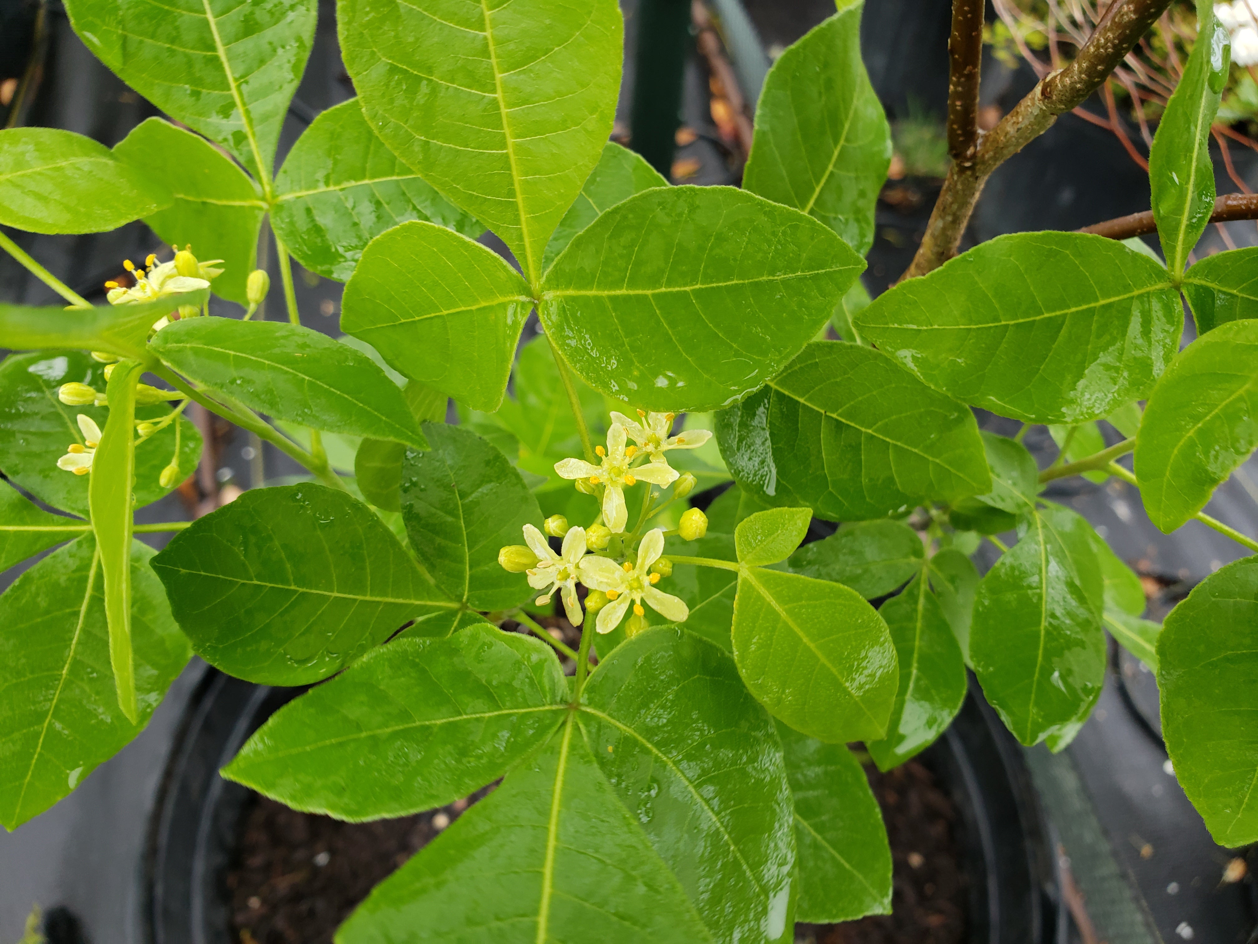 Ptelea trifoliata (Wafer Ash)