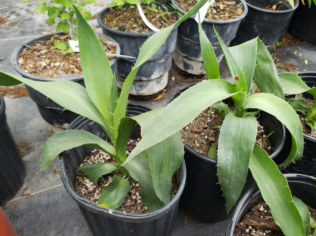 Eryngium yuccifolium (Rattlesnake Master)