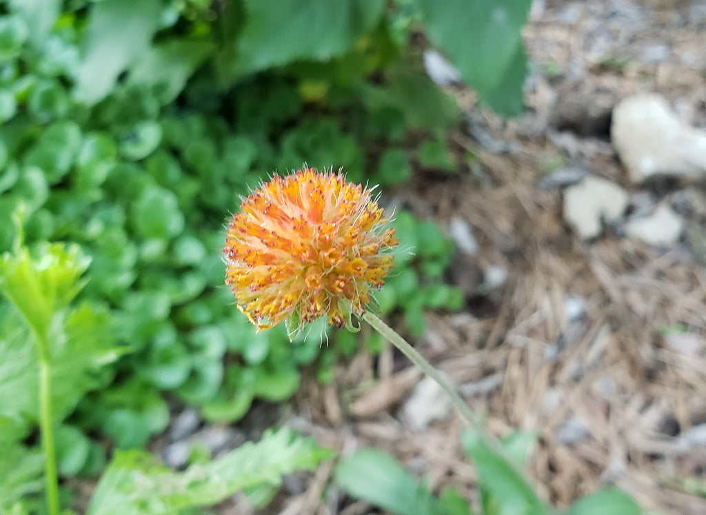 Gaillardia suavis (Pincushion Daisy)