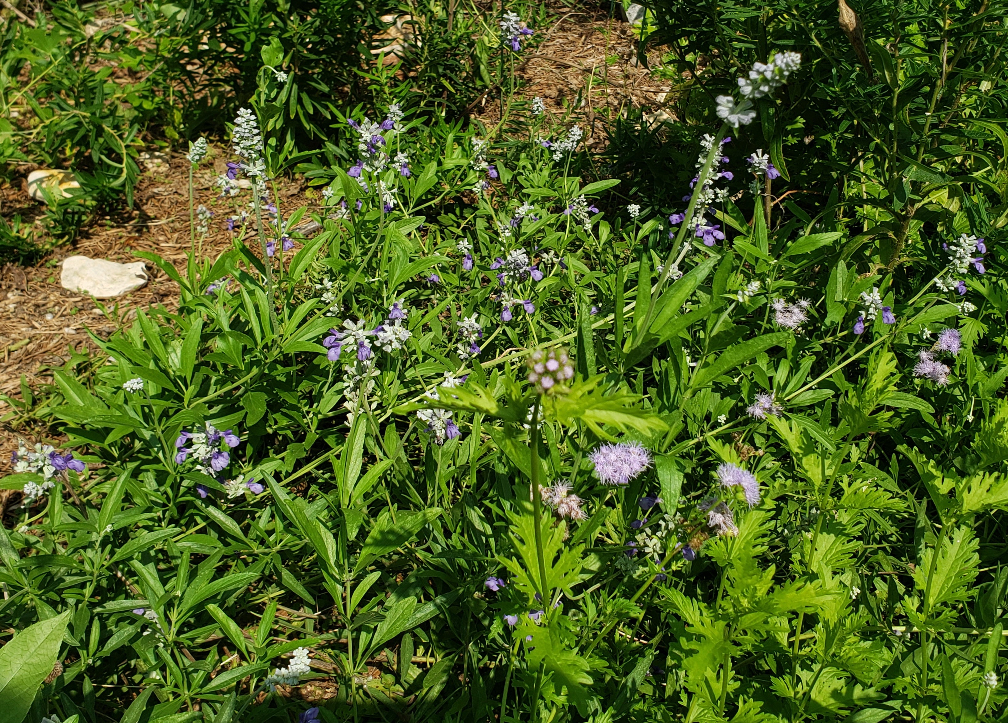 Salvia farinacea sp. (Mealy Blue Sage)