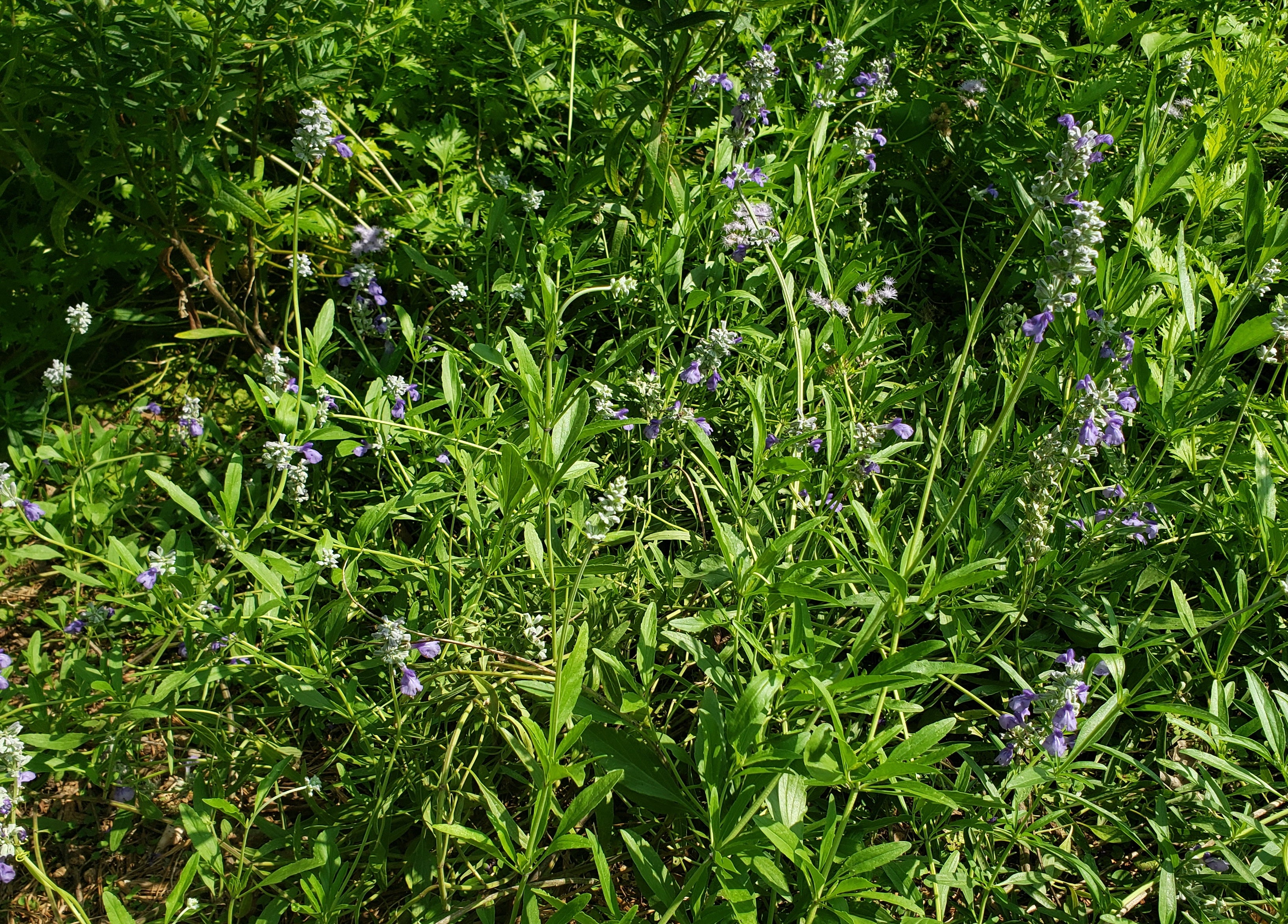 Salvia farinacea sp. (Mealy Blue Sage)
