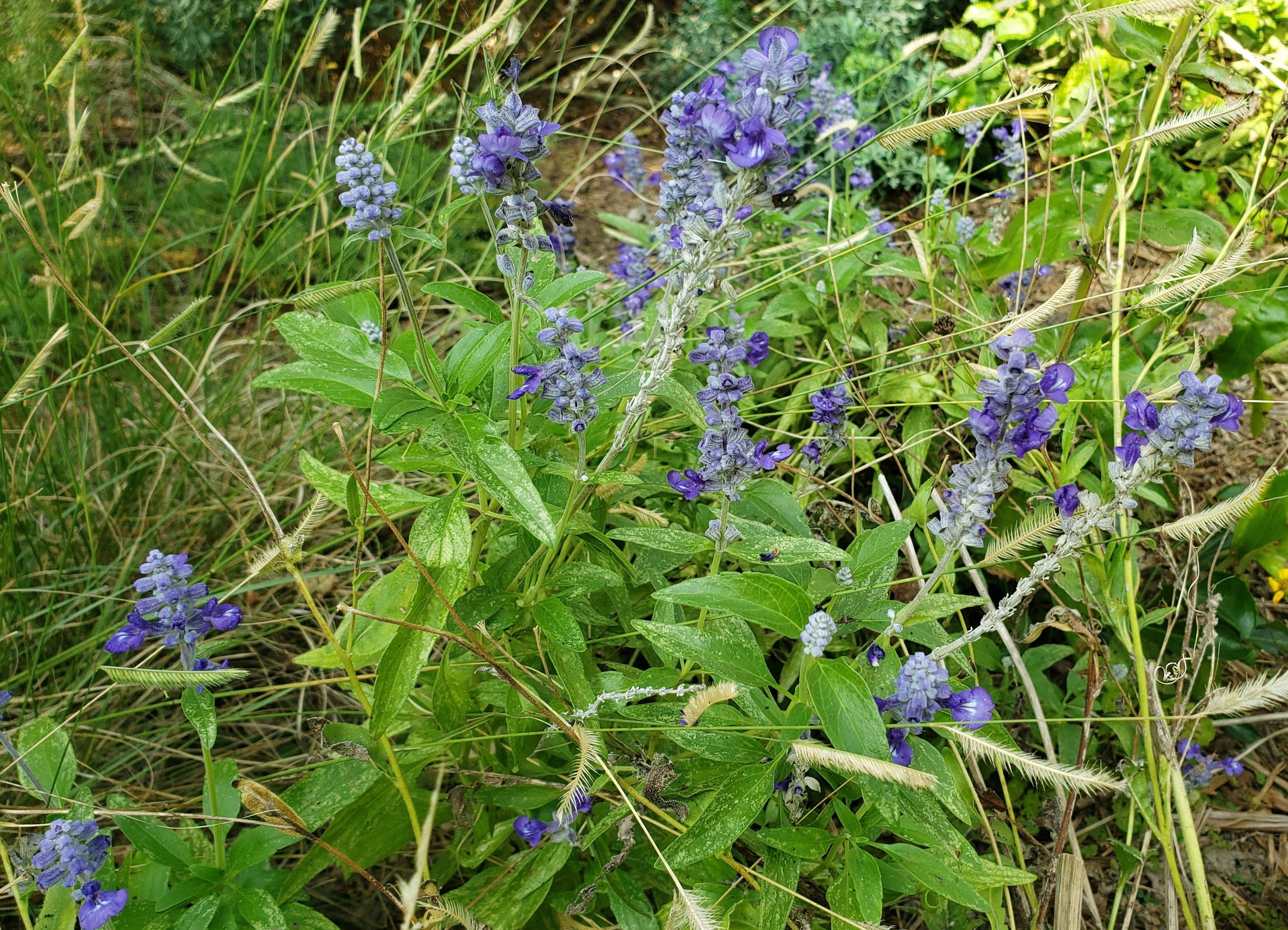 Salvia farinacea sp. (Mealy Blue Sage)