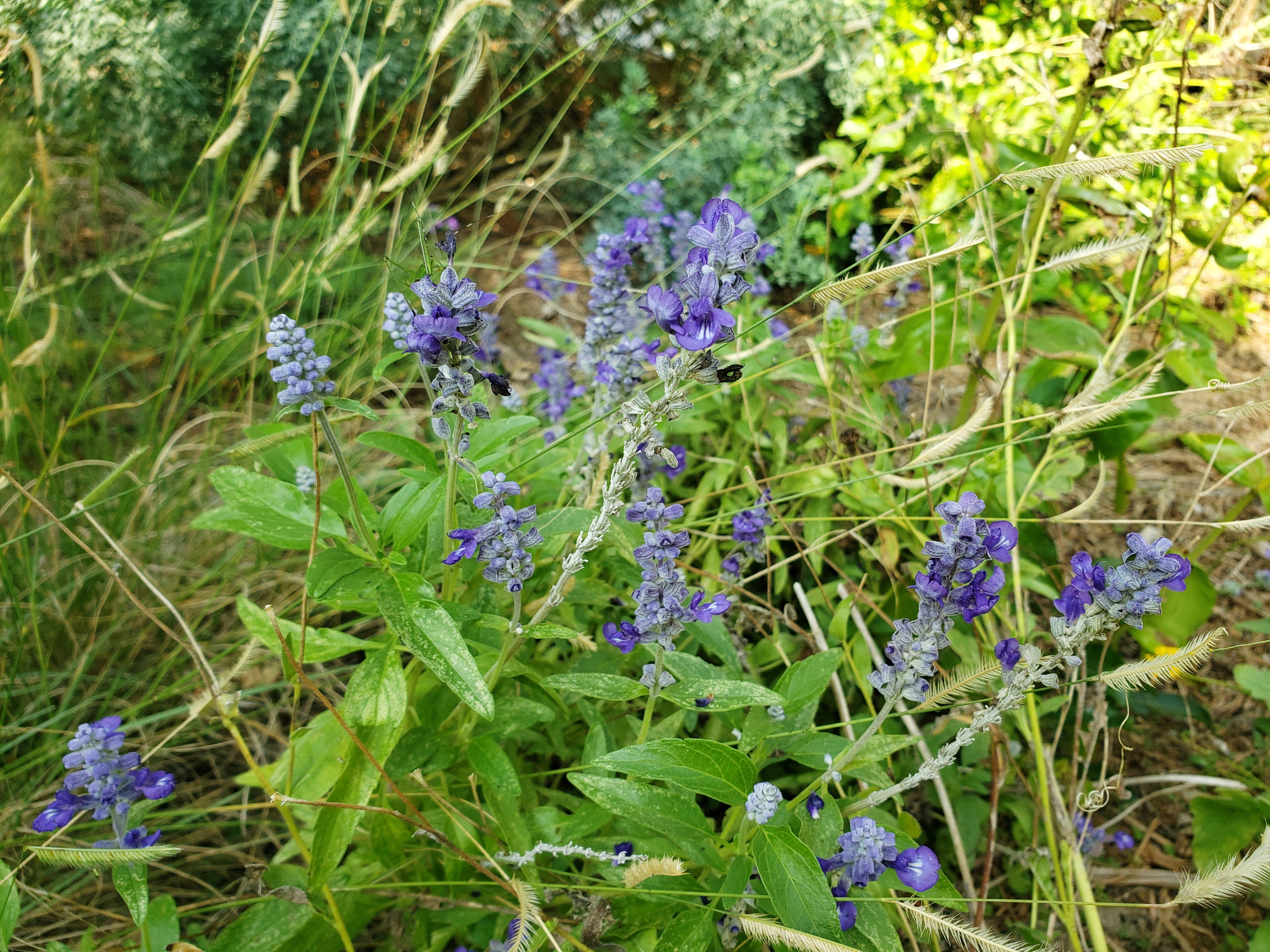 Salvia farinacea sp. (Mealy Blue Sage)