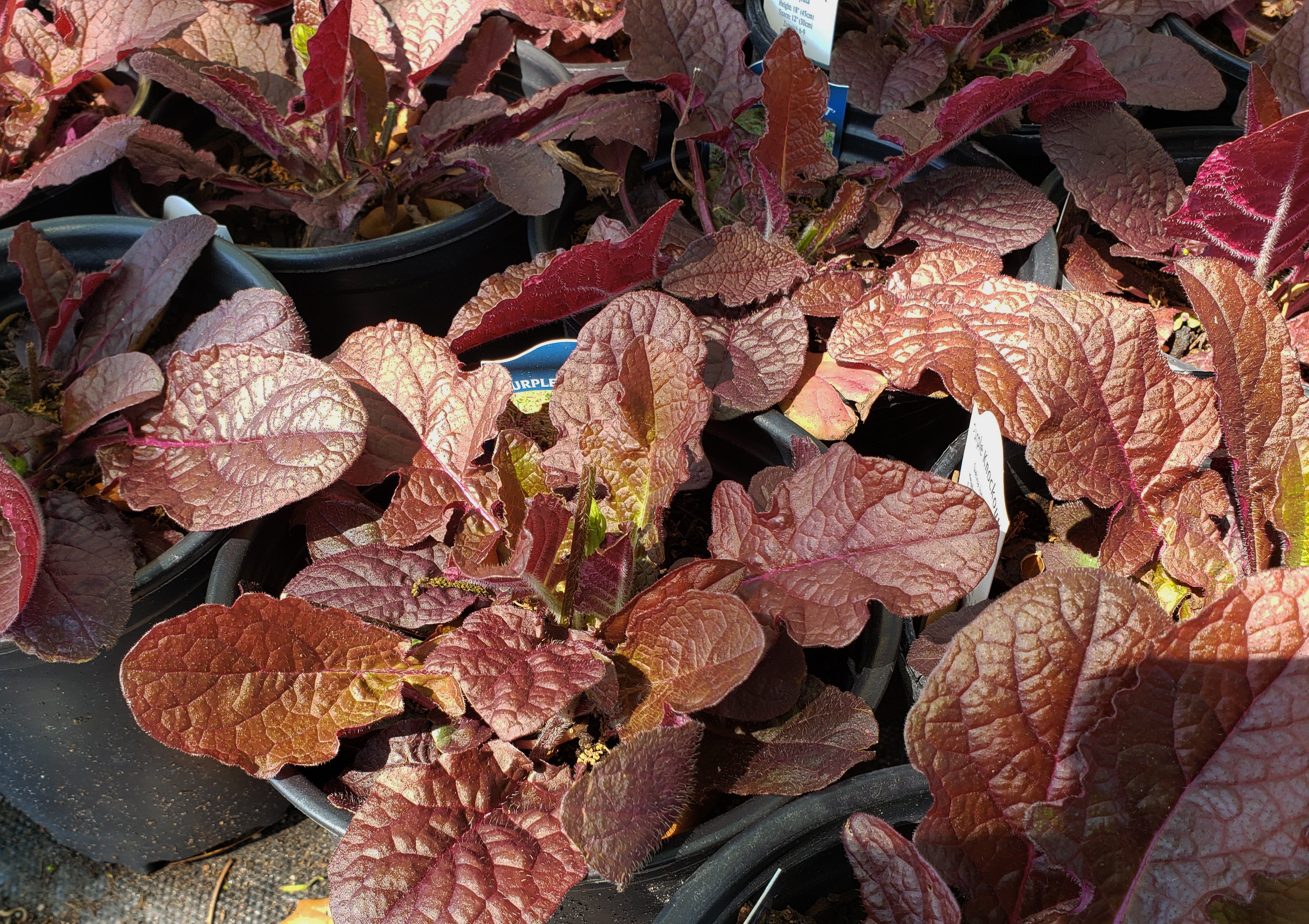 Salvia lyrata (Lyreleaf Sage 'Purple Knockout')
