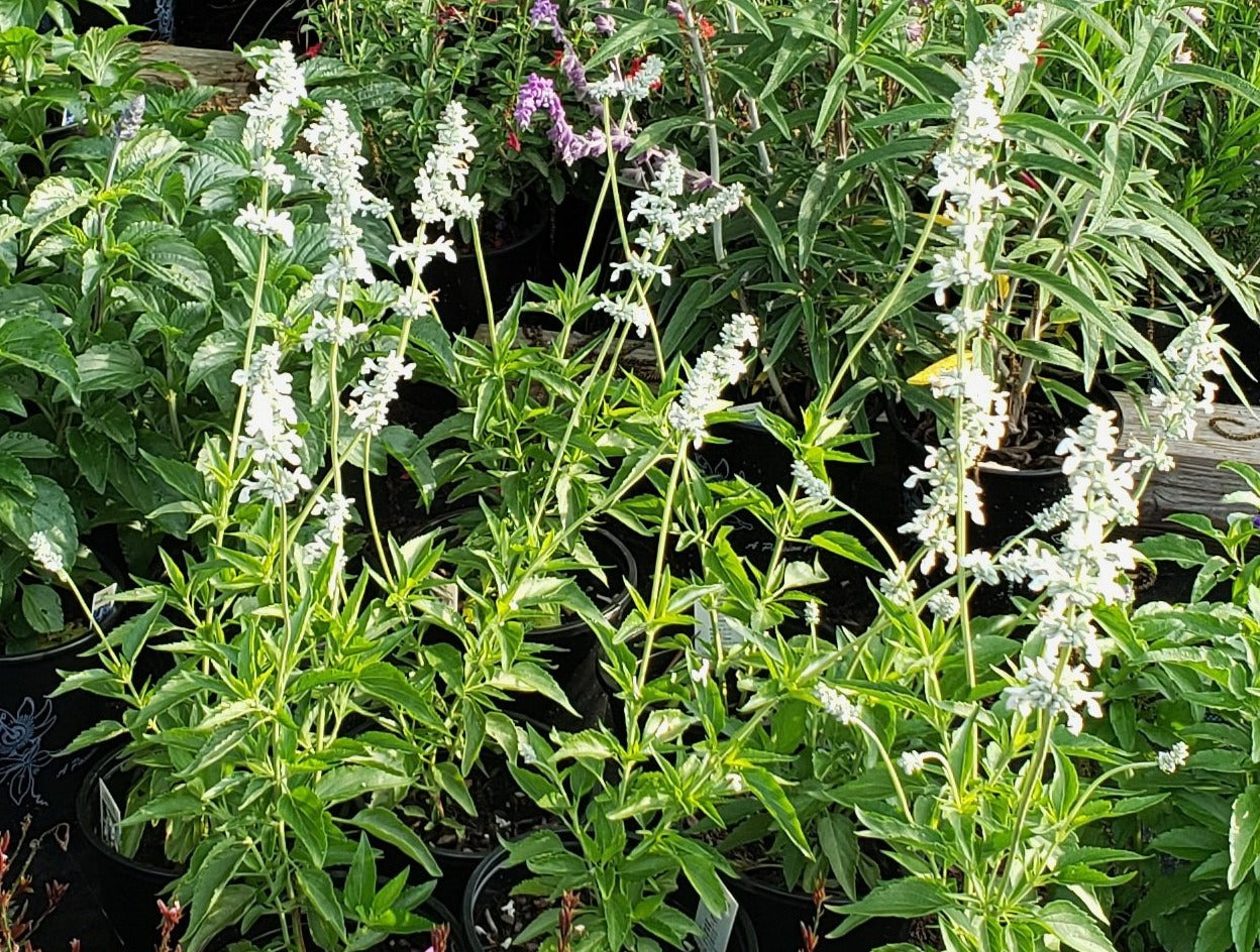 Salvia farinacea (Mealy Blue Sage 'Augusta Duelberg')