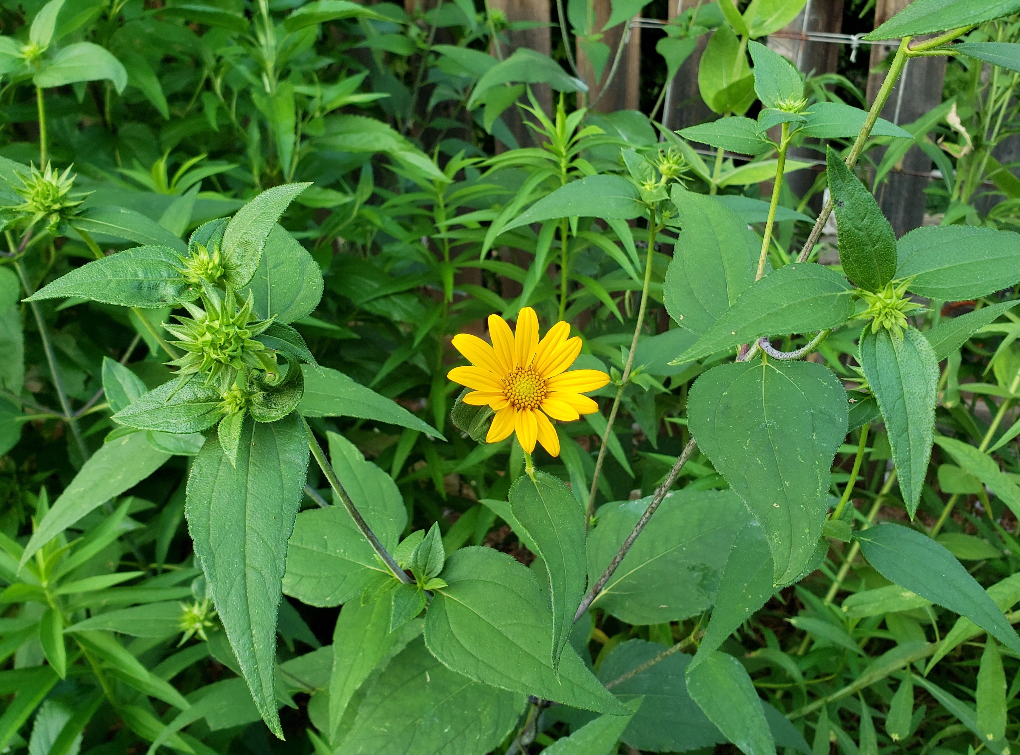 Helianthus hirsutus (Hairy Sunflower)