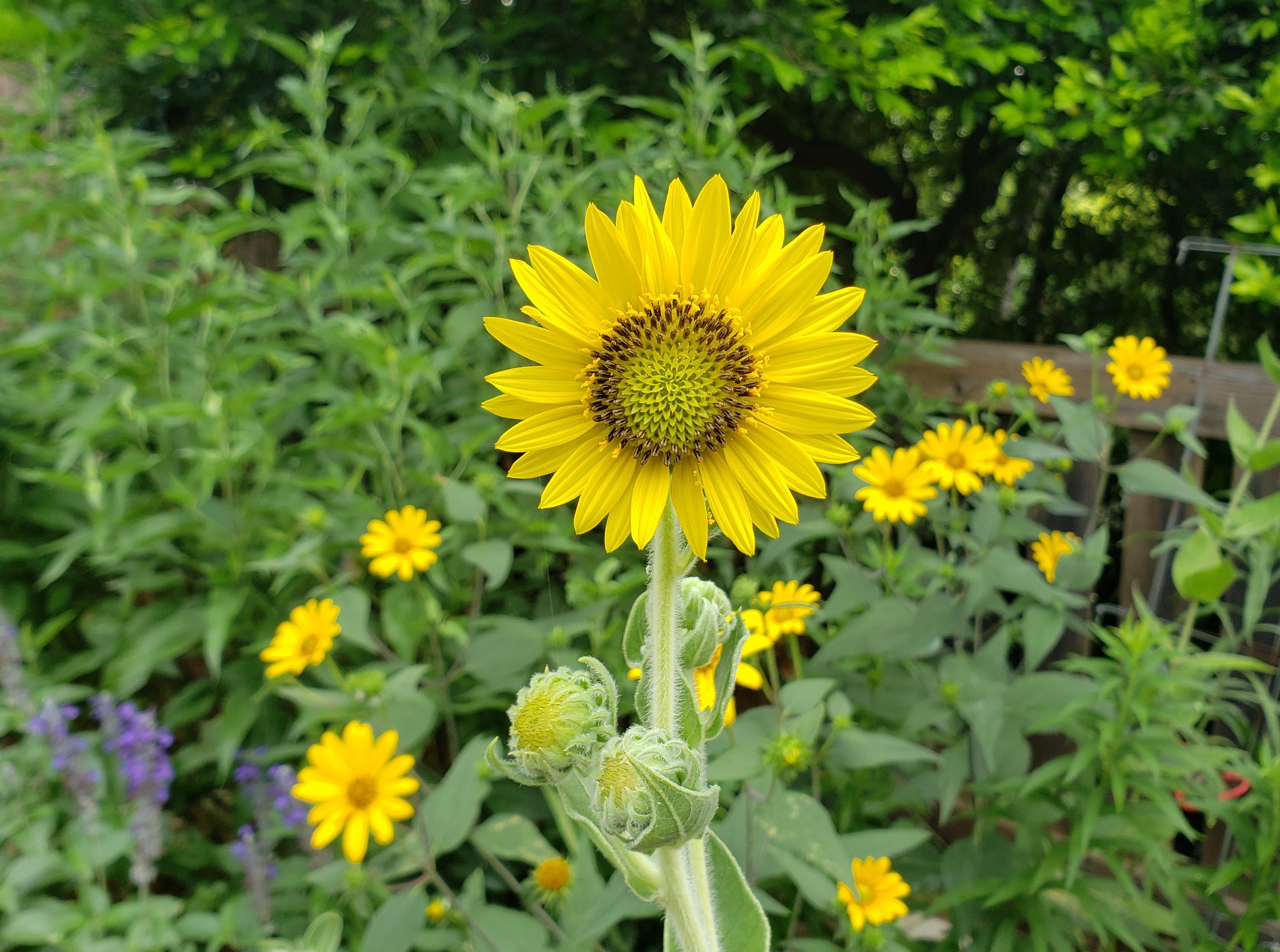 Helianthus mollis (Ashy Sunflower)