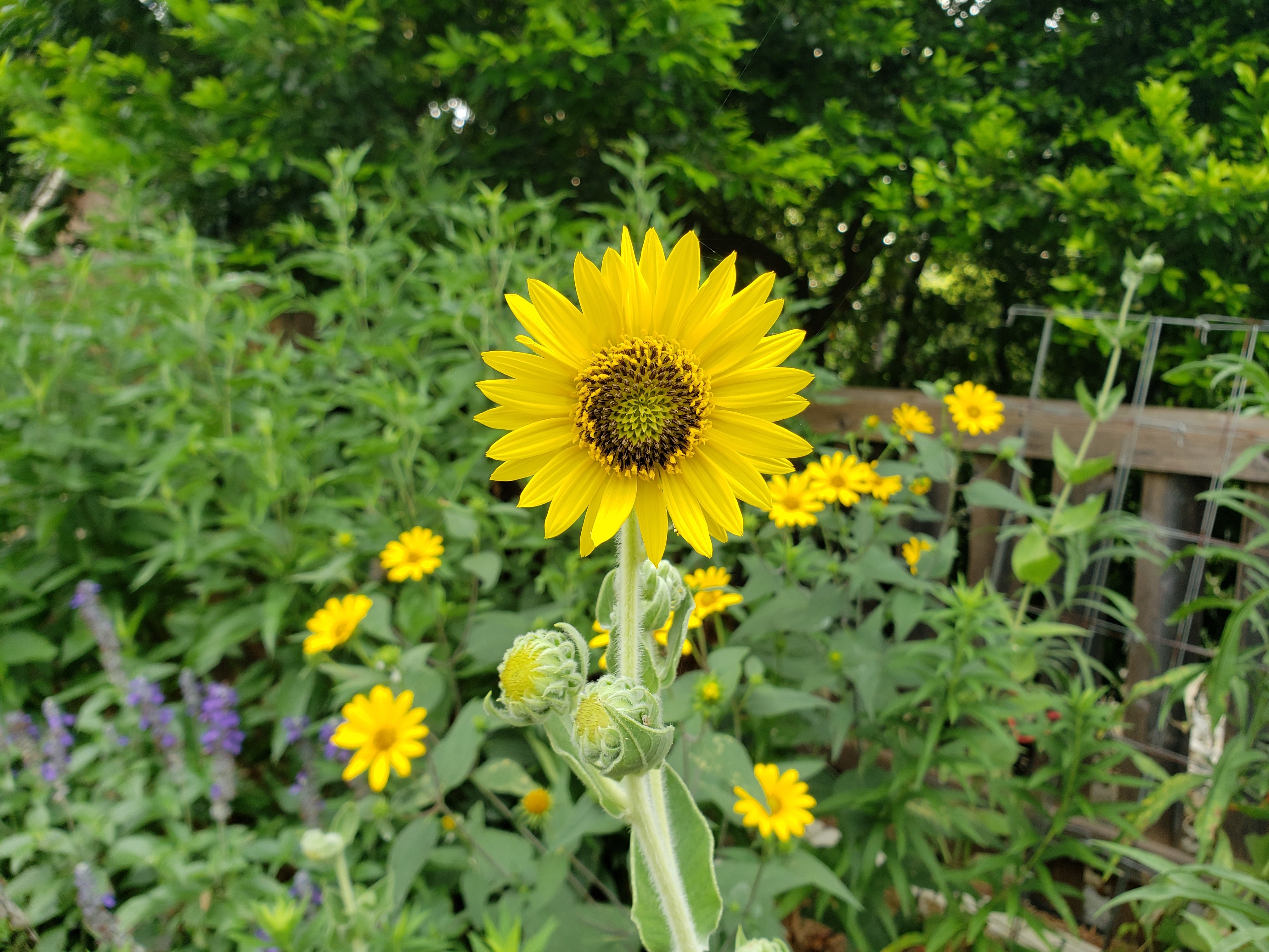 Helianthus mollis (Ashy Sunflower)