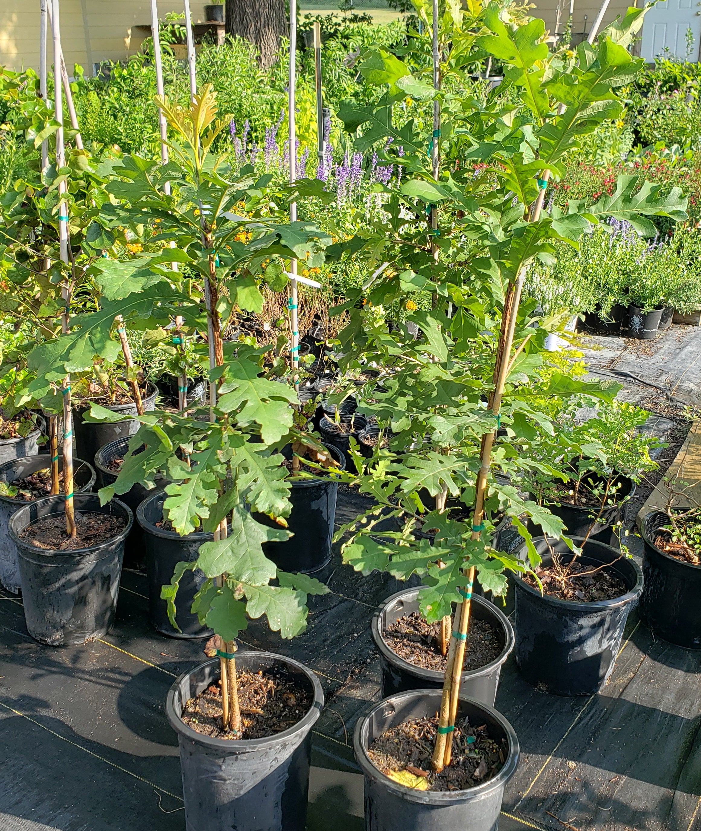 Quercus macrocarpa (Bur Oak)