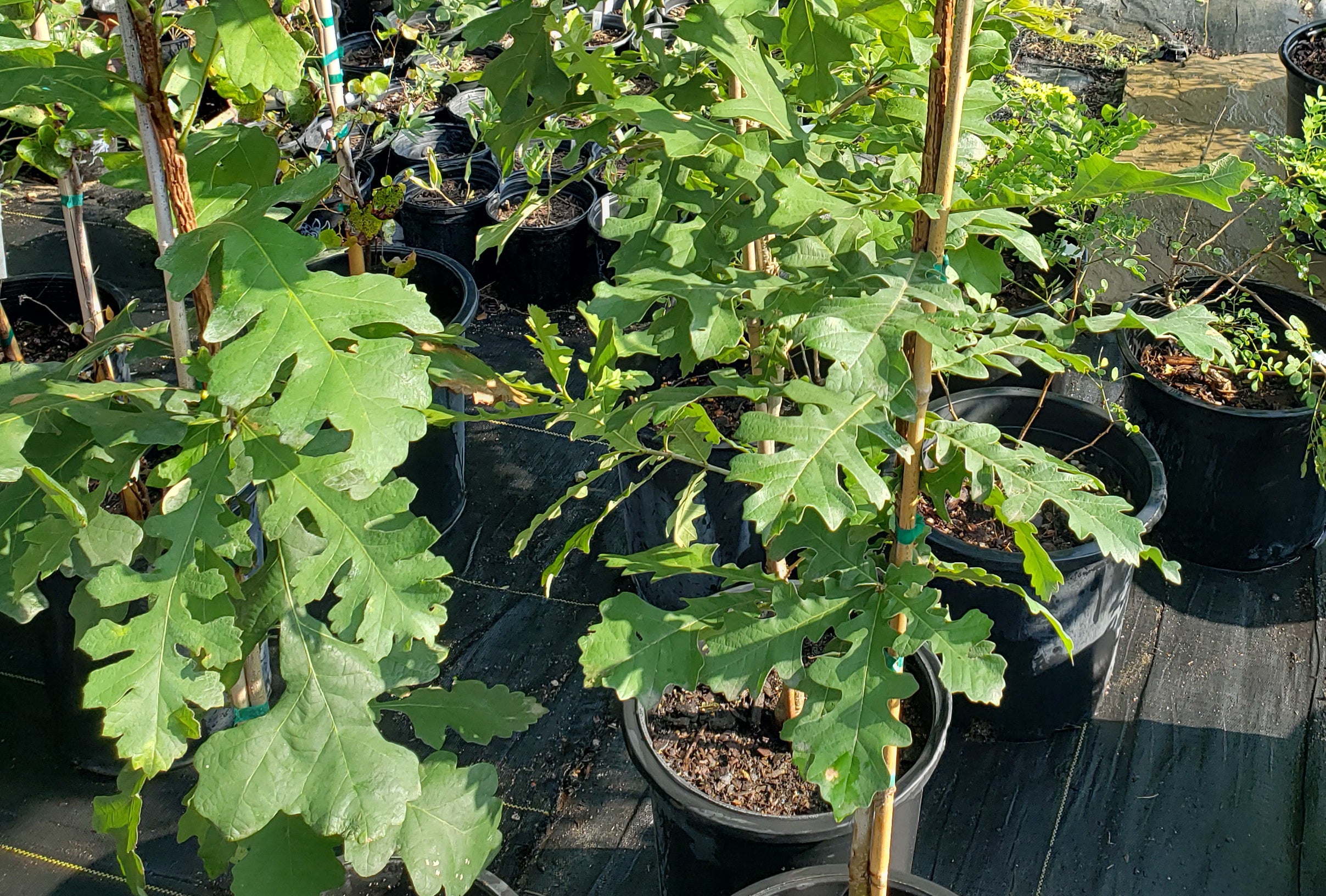 Quercus macrocarpa (Bur Oak)