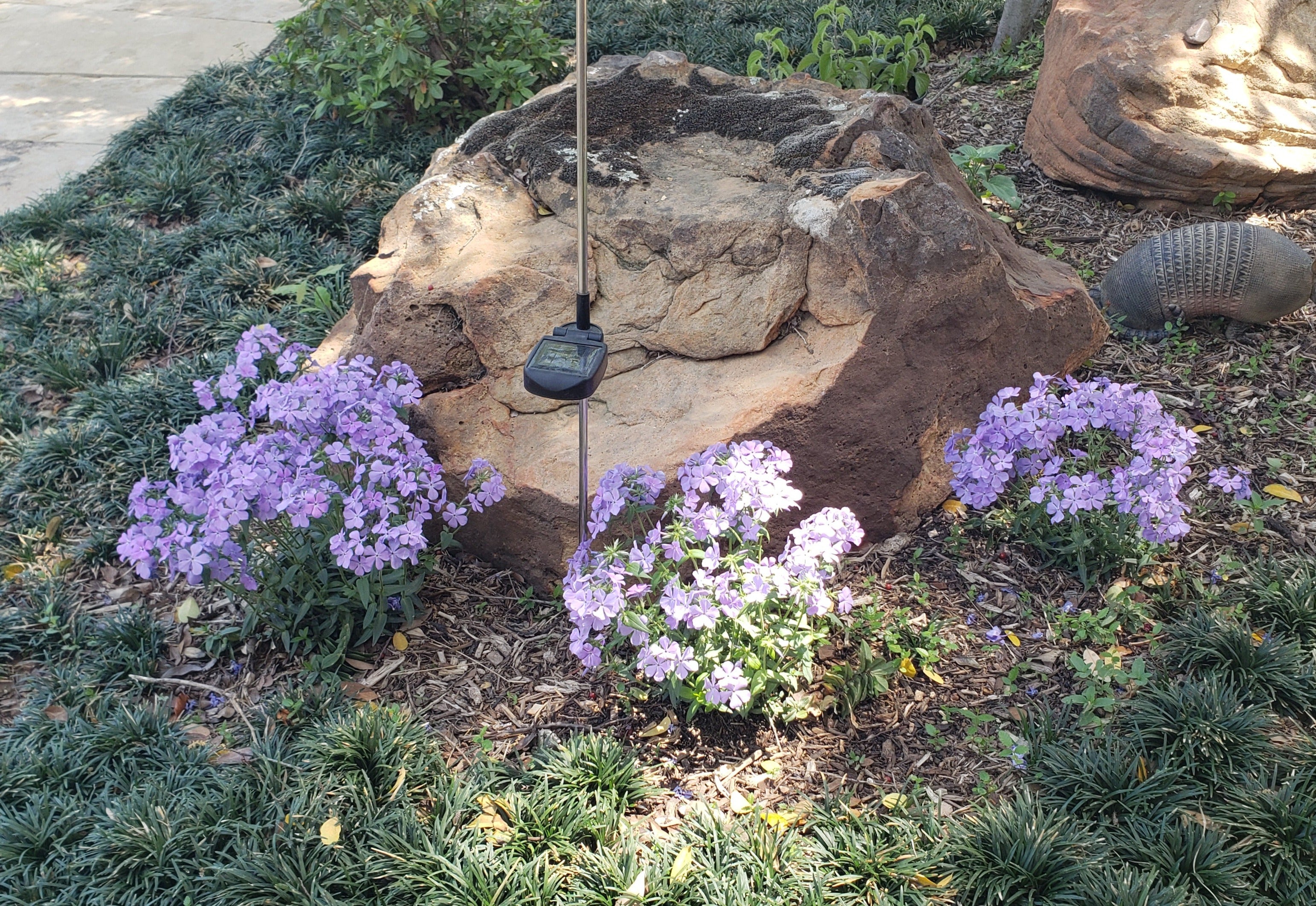 Phlox divaricata (Woodland Phlox 'Blue Moon')