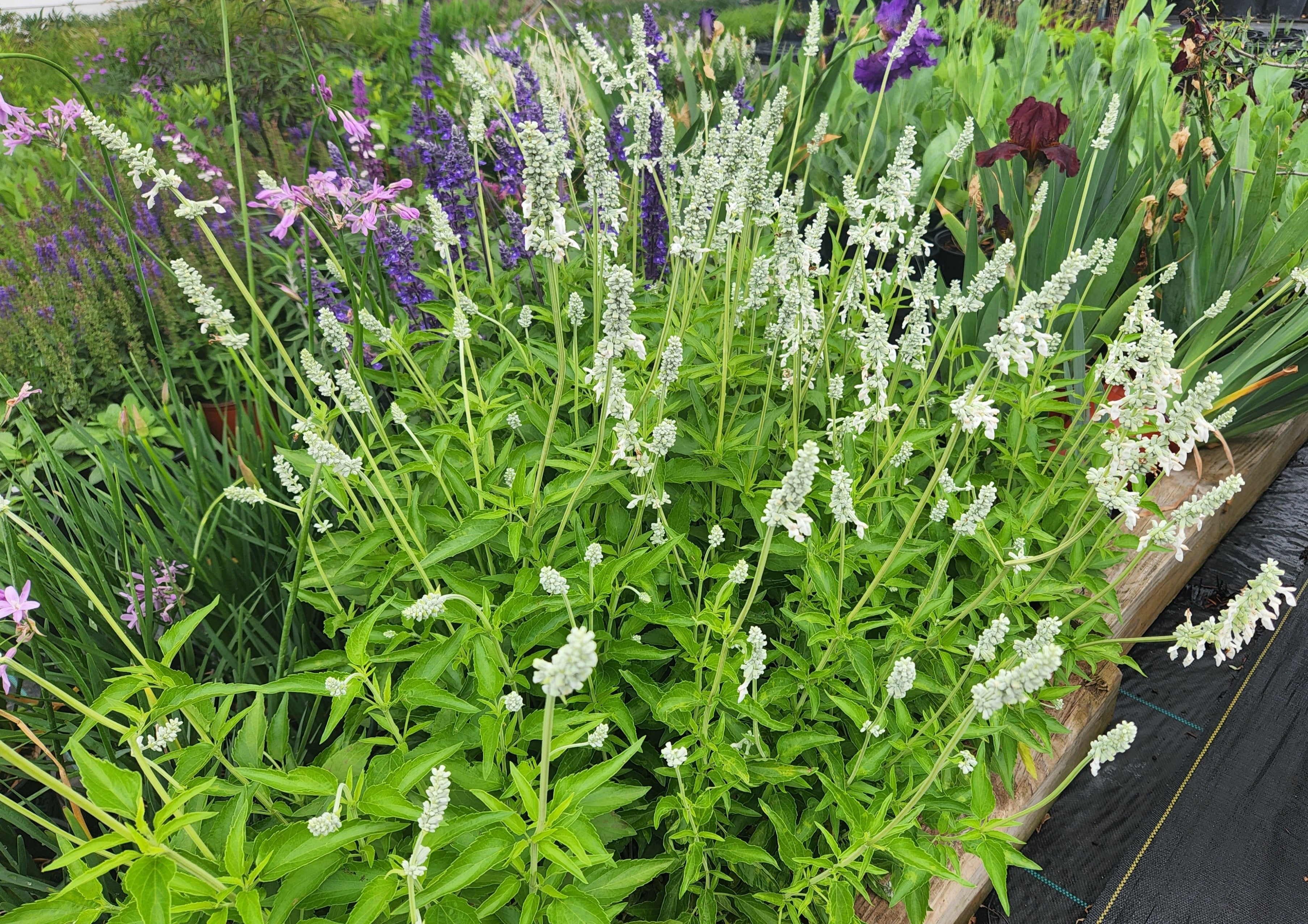 Salvia farinacea (Mealy Blue Sage 'Augusta Duelberg')