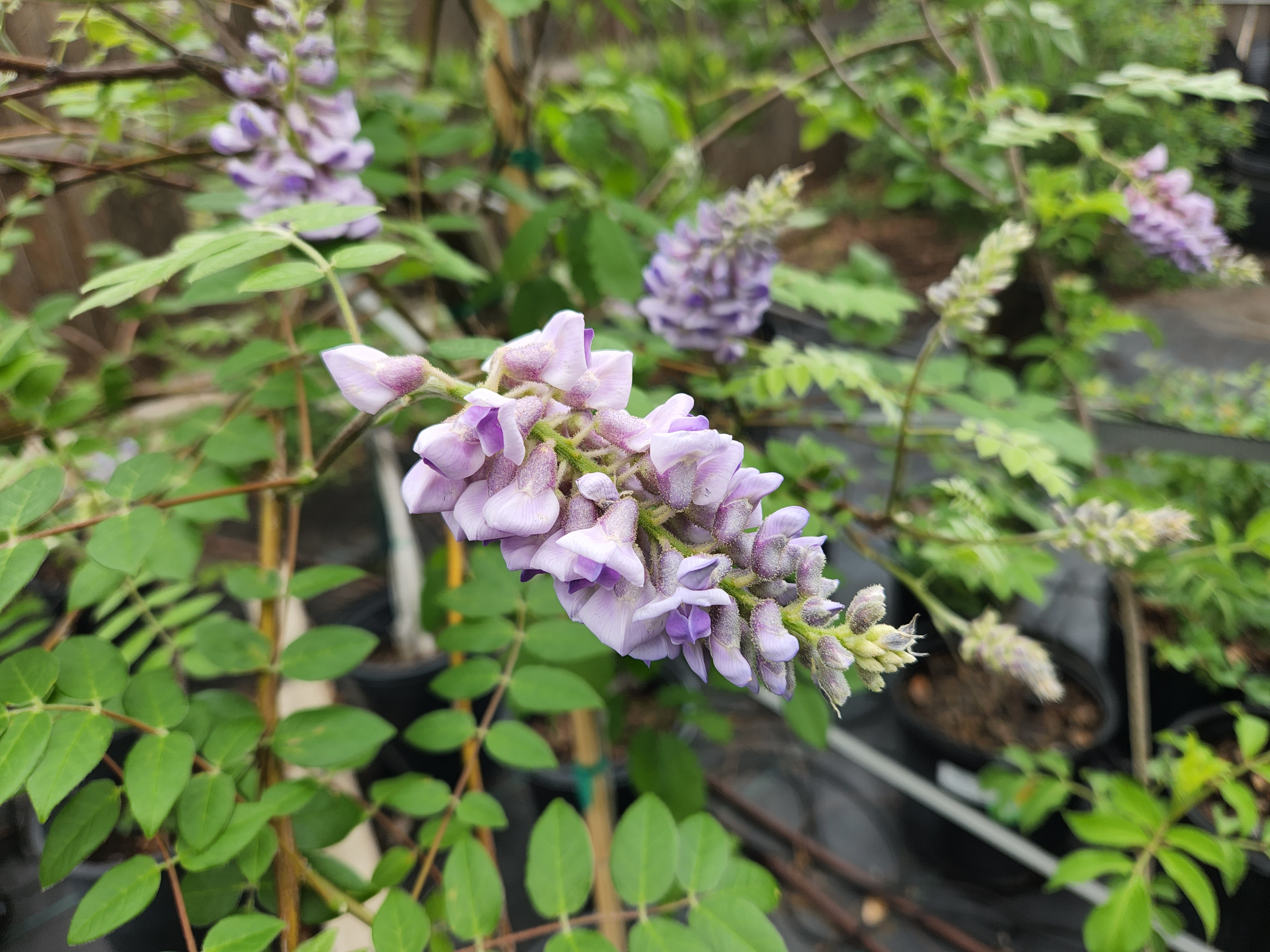 Wisteria frutescens (Texas Wisteria)