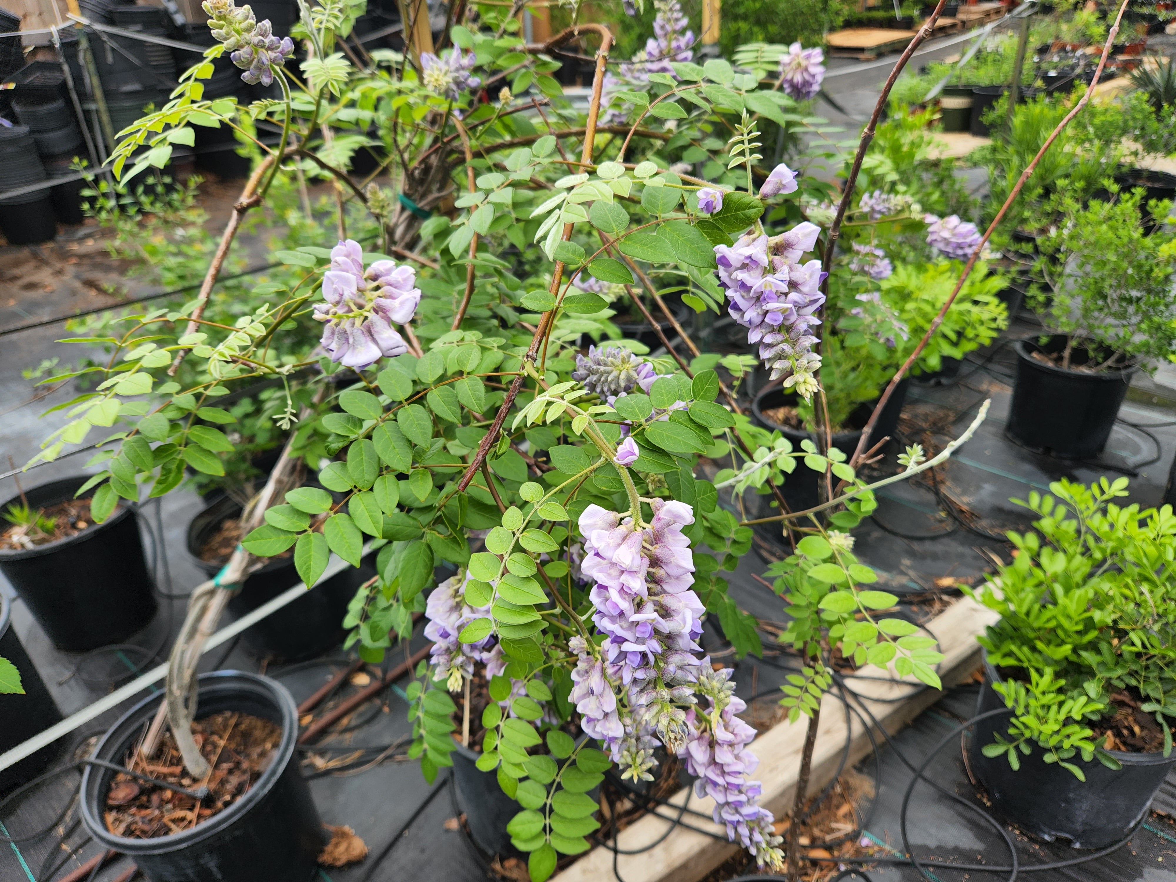 Wisteria frutescens (Texas Wisteria)
