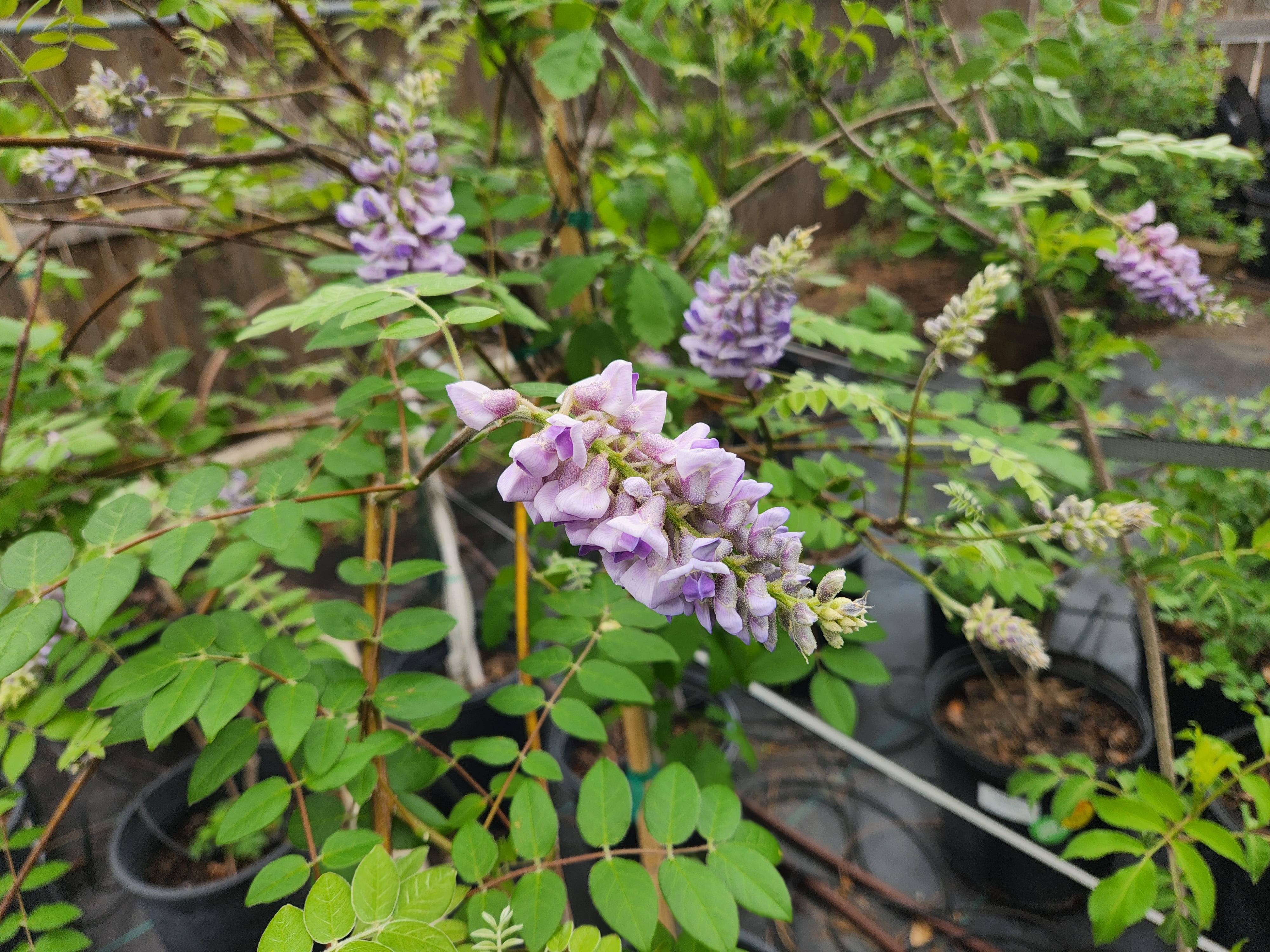 Wisteria frutescens (Texas Wisteria)