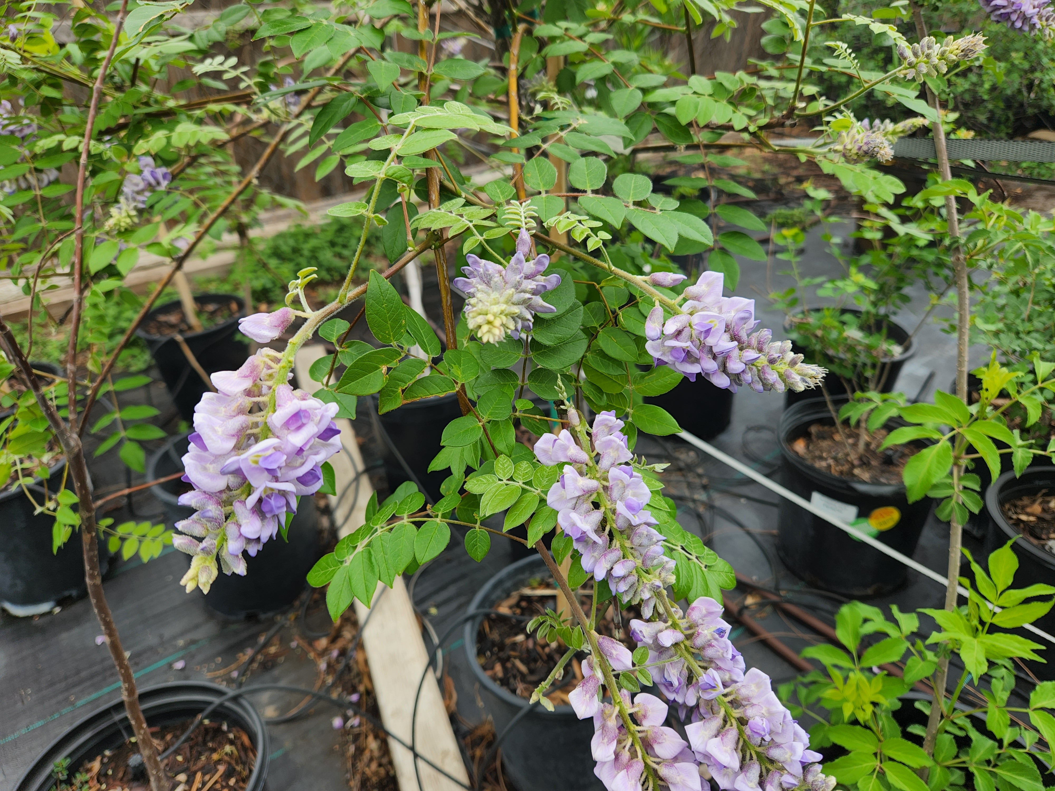 Wisteria frutescens (Texas Wisteria)
