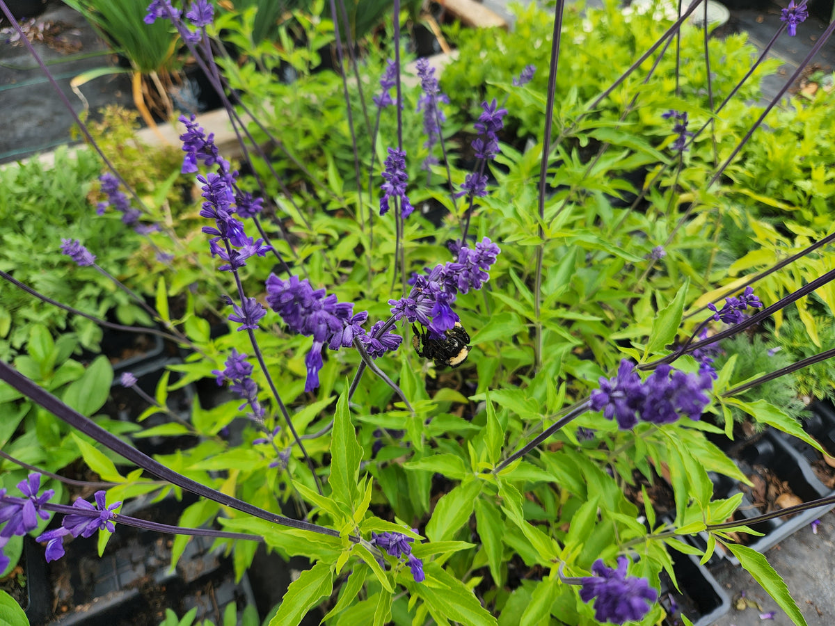 Salvia 'Henry Duelberg' (Salvia farinacea 'Henry Duelberg')