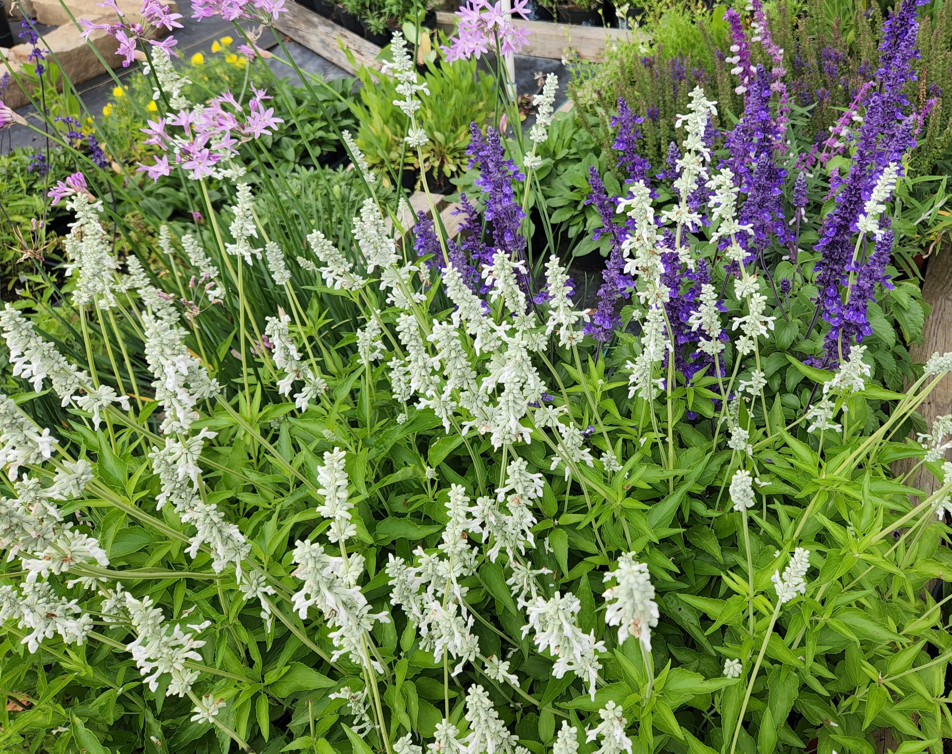 Salvia farinacea (Mealy Blue Sage 'Augusta Duelberg')