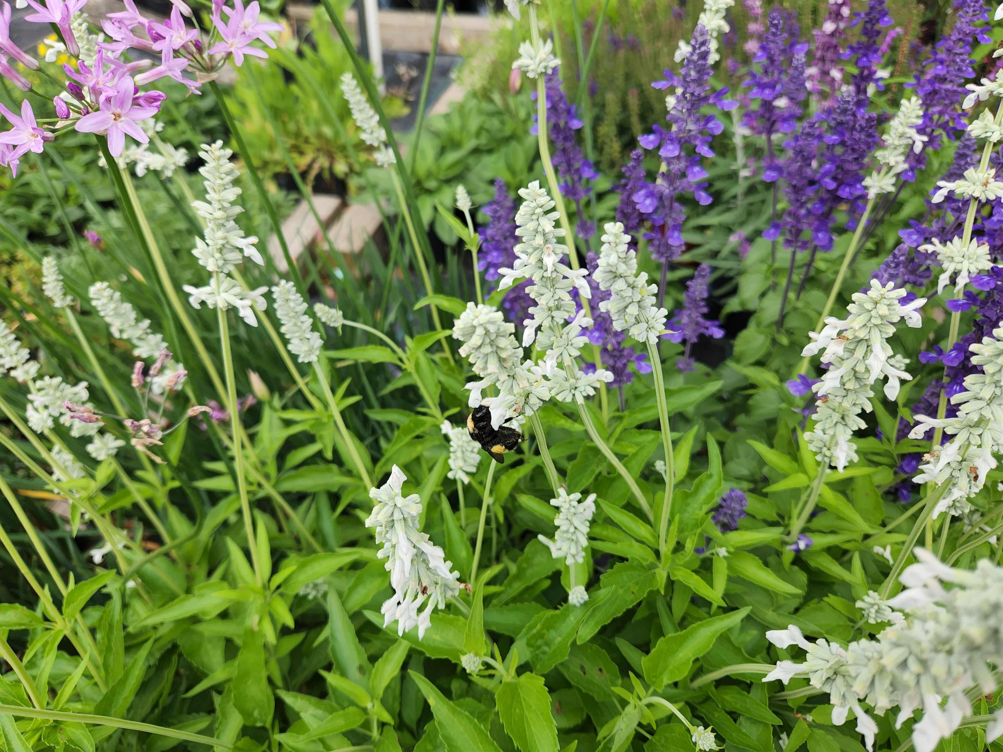 Salvia farinacea (Mealy Blue Sage 'Augusta Duelberg')