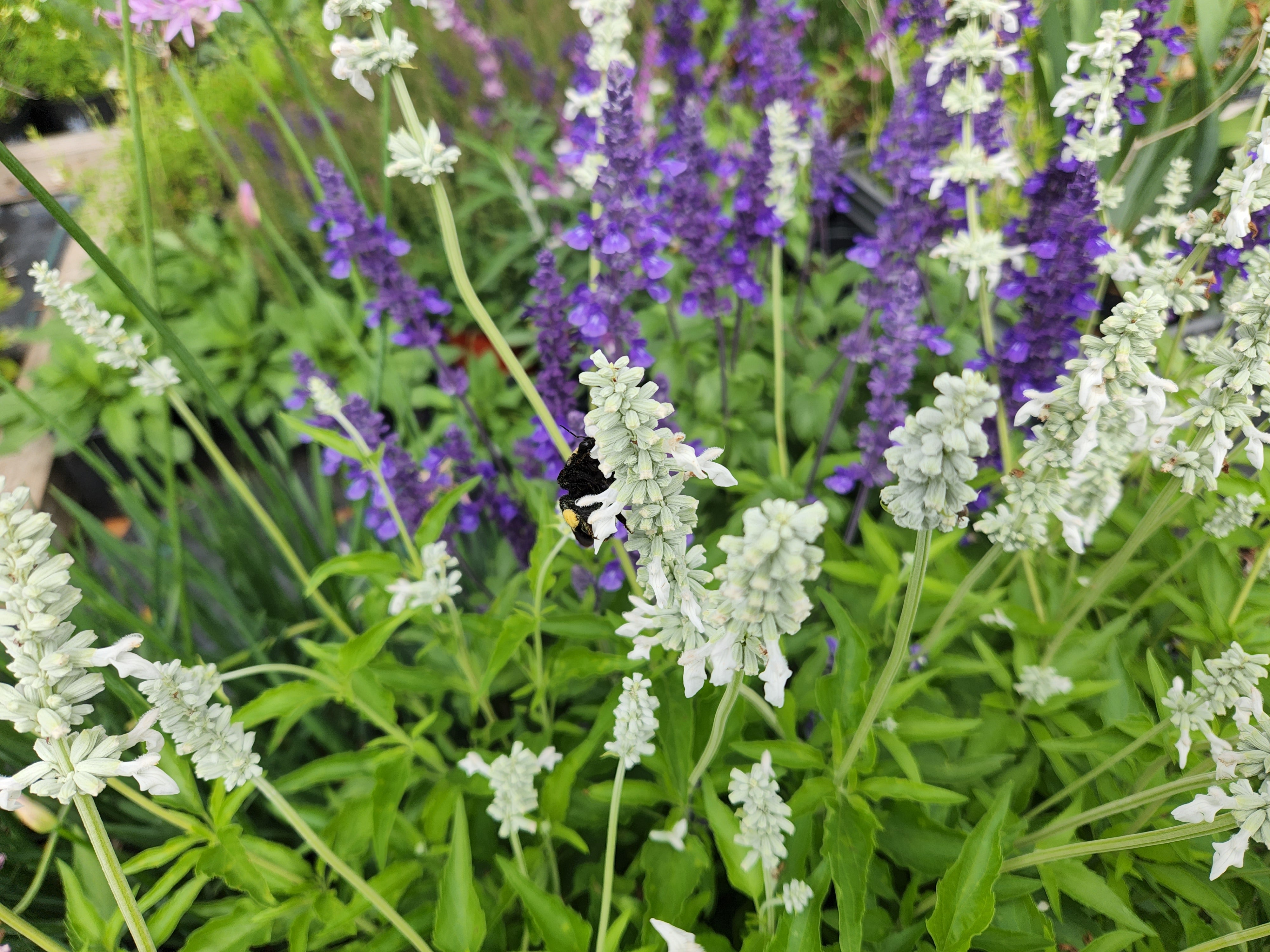 Salvia farinacea (Mealy Blue Sage 'Augusta Duelberg')