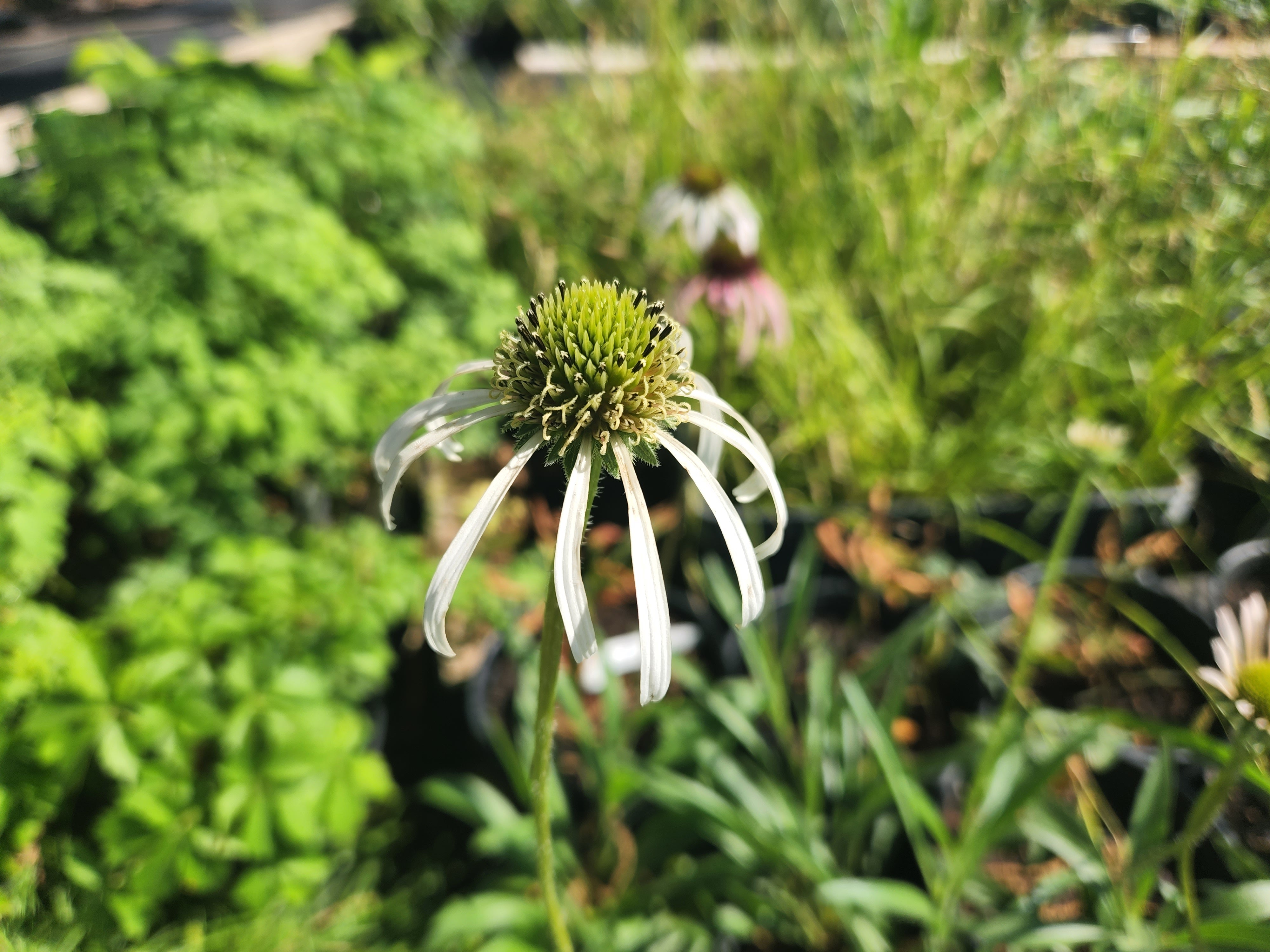 Echinacea pallida (Pale Coneflower)