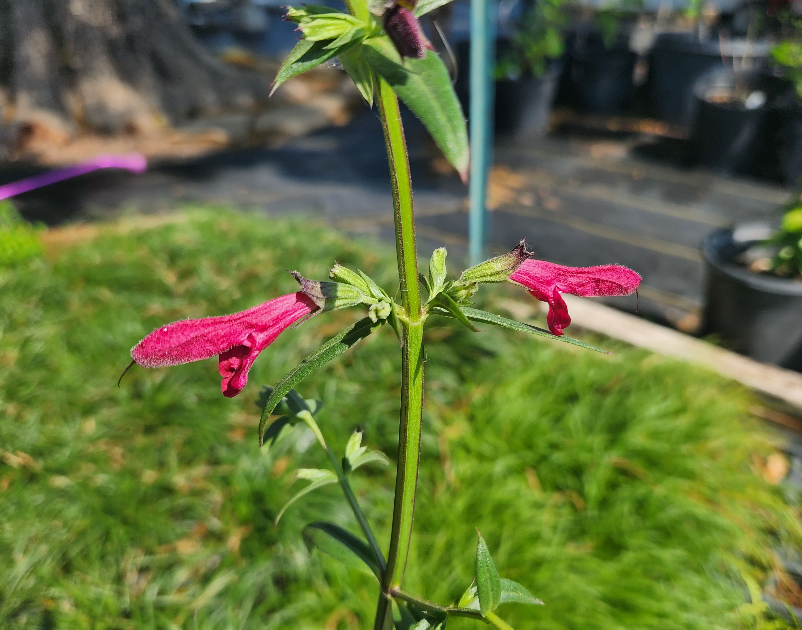 Salvia pentstemonoides (Big Red Sage)