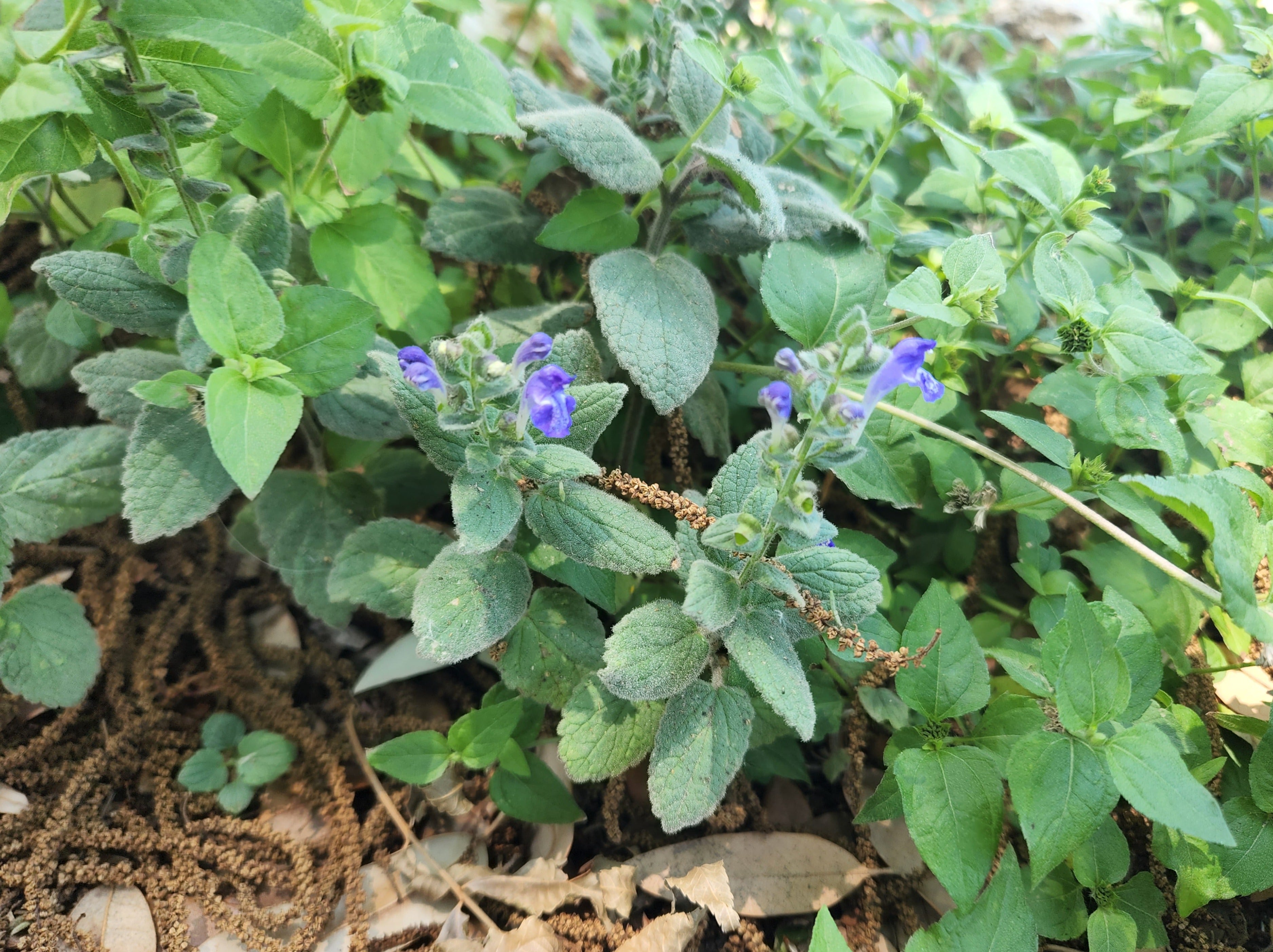Scutellaria ovata (Heartleaf Skullcap)