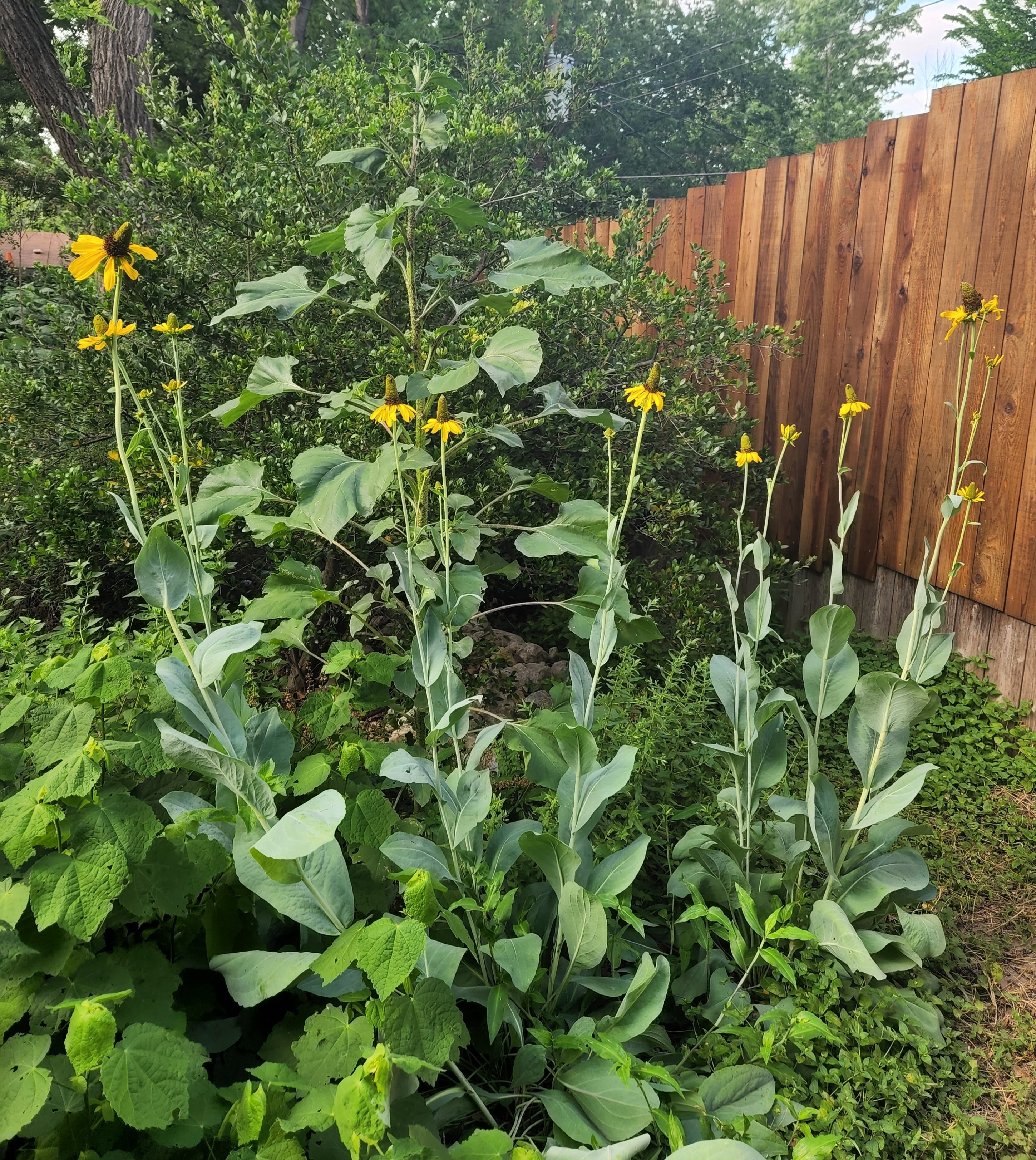 Rudbeckia maxima (Giant Coneflower)