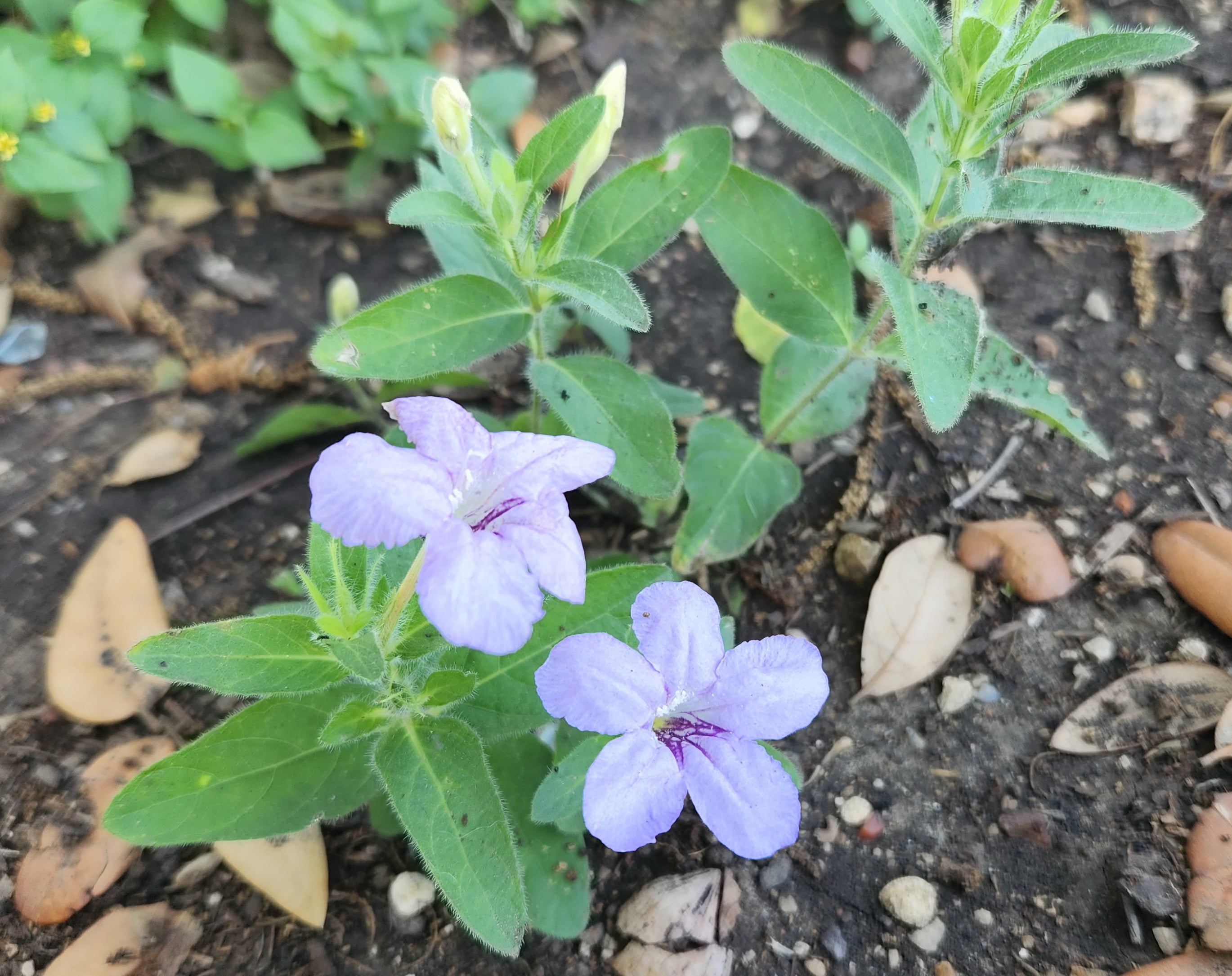 Ruellia humilis (Prairie Petunia)
